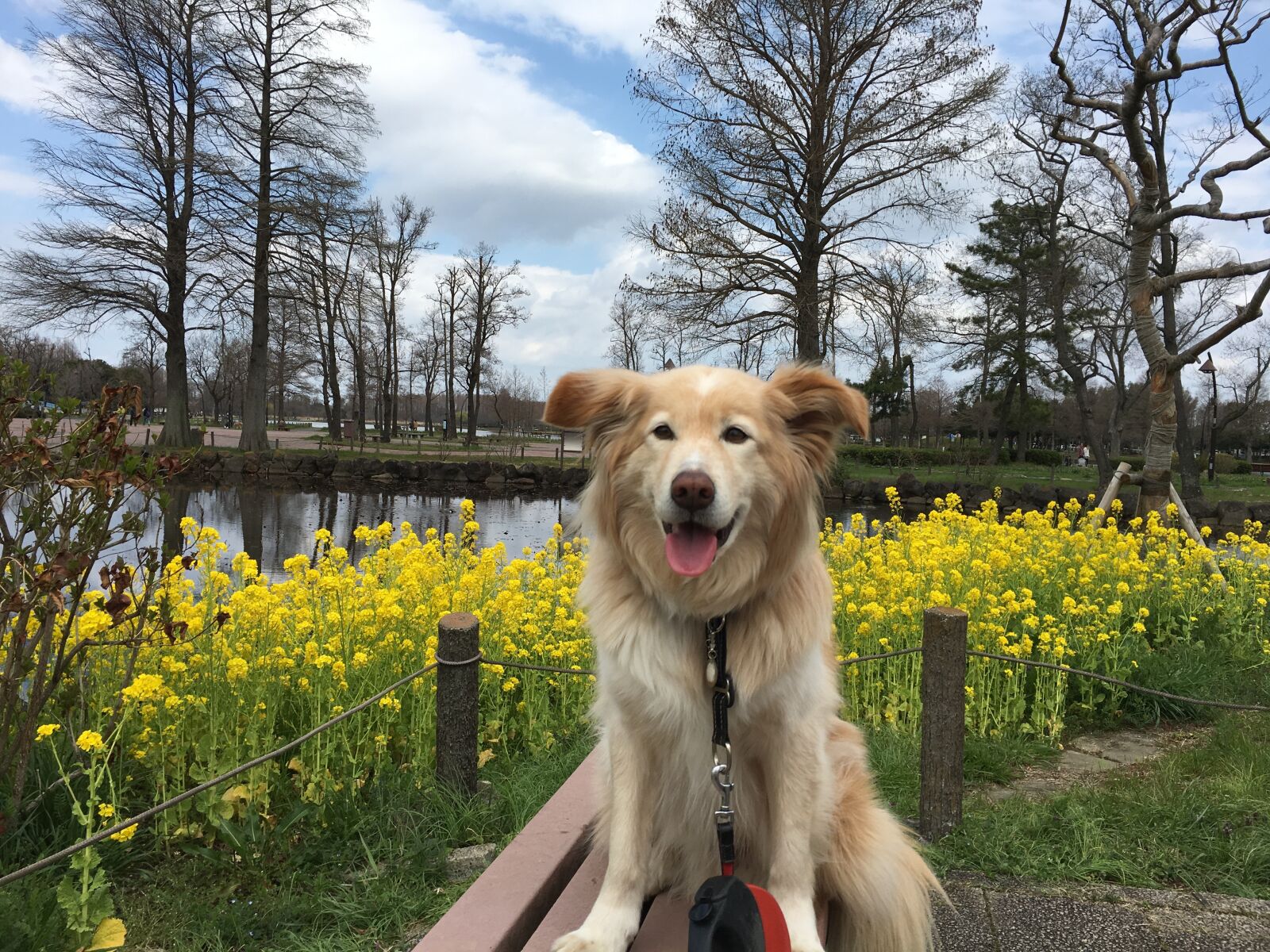 Apple iPhone 6s sample photo. Flower, the economy, dog photography