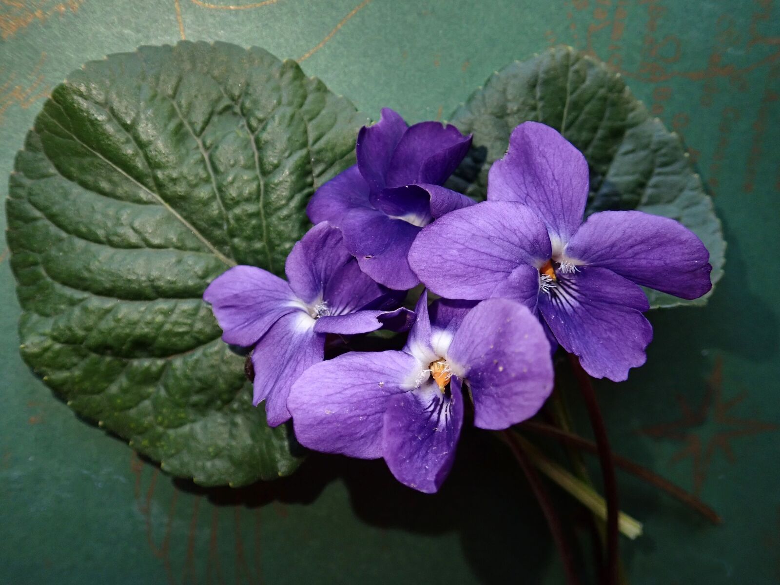 Olympus TG-5 sample photo. Violets, leaves, plants photography