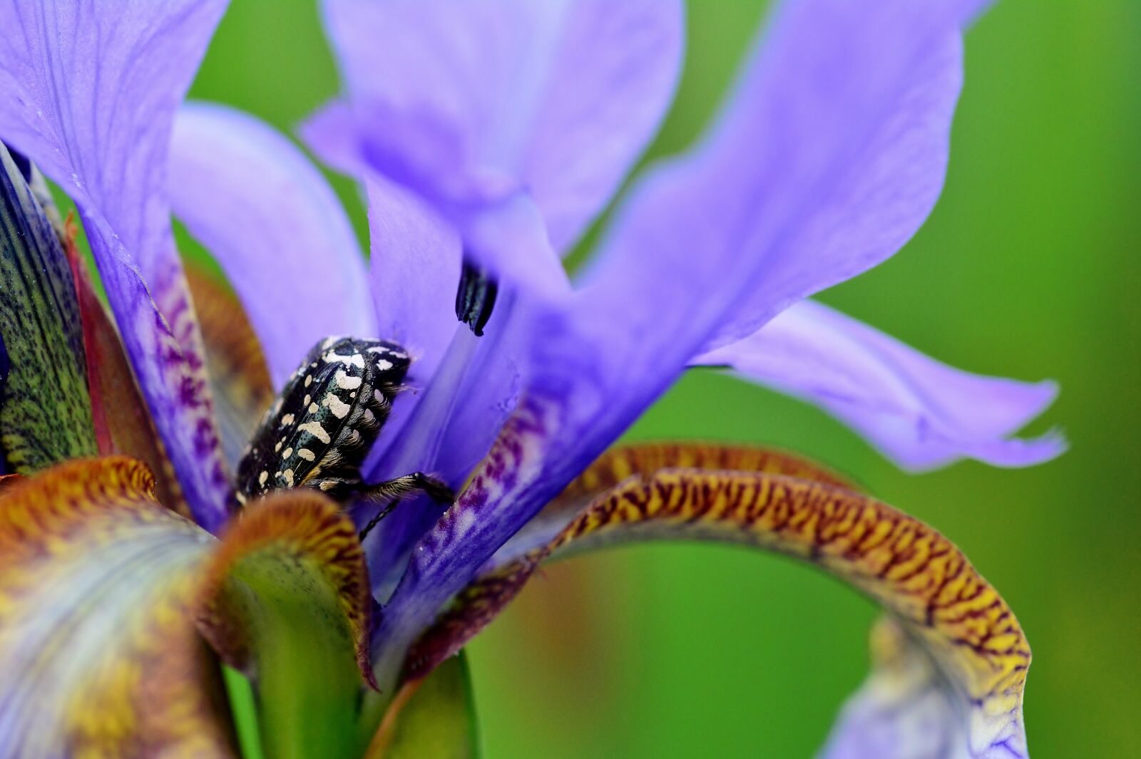 Nikon D5200 sample photo. Iris flower, grief rose photography