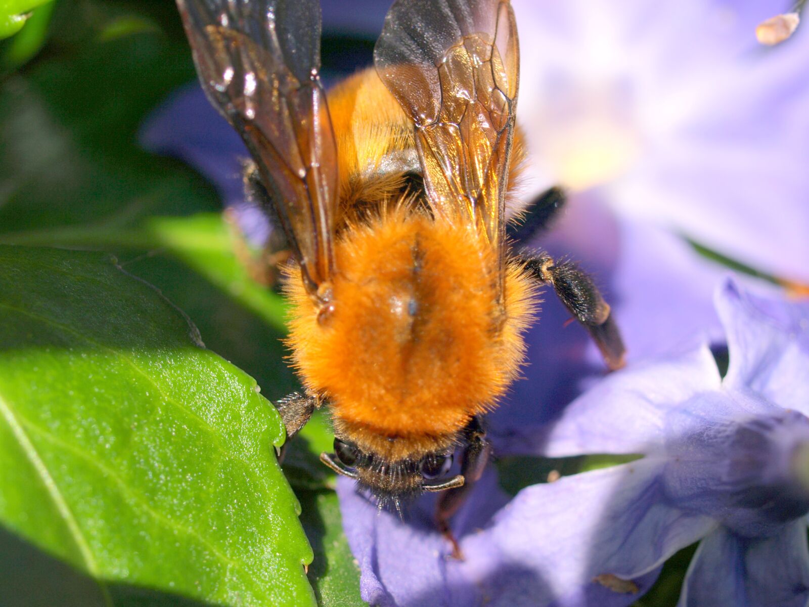 Olympus E-510 (EVOLT E-510) sample photo. Insect, bee, orange color photography