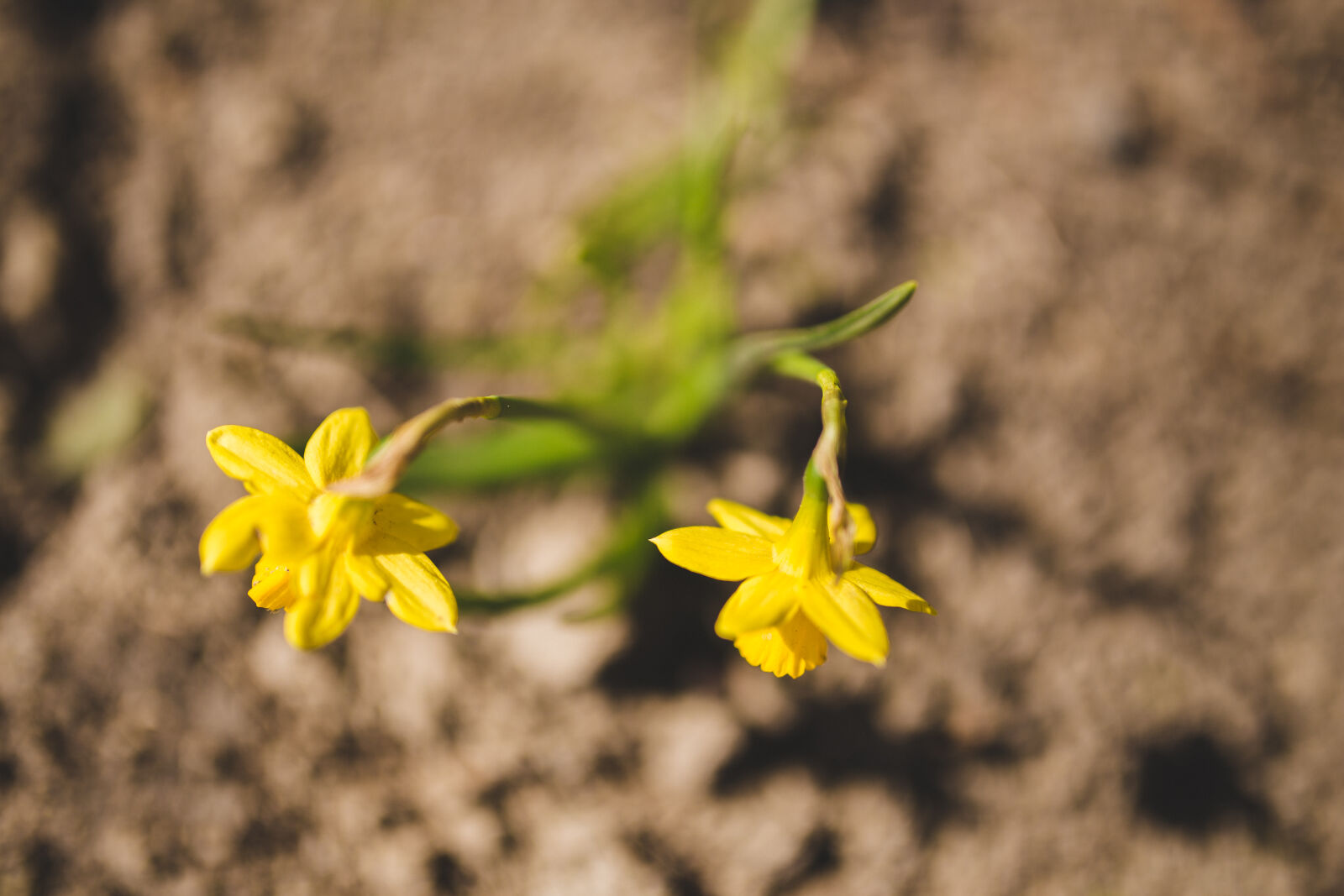 Canon EOS 6D + Sigma 35mm F1.4 DG HSM Art sample photo. Top, view, of, yellow photography