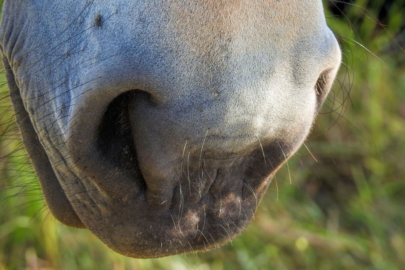 Nikon Coolpix P900 sample photo. Horse, nose, nostrils photography