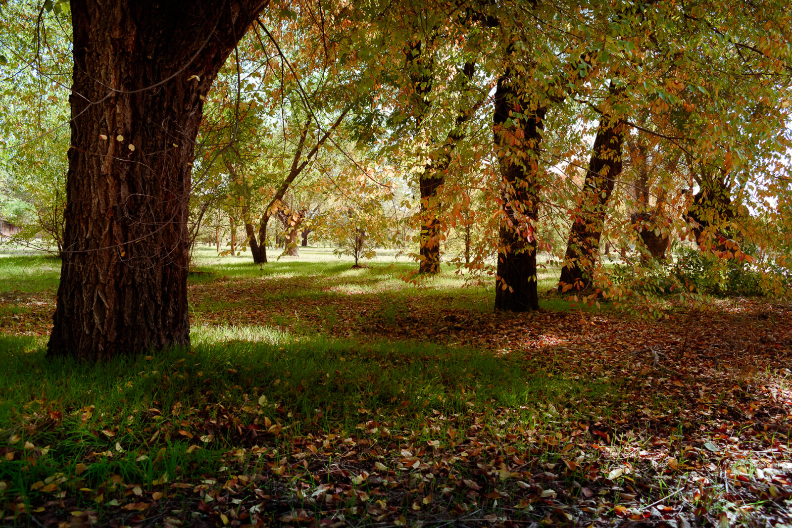 Nikon D5500 sample photo. Autumn, autumn, colours, autumn photography