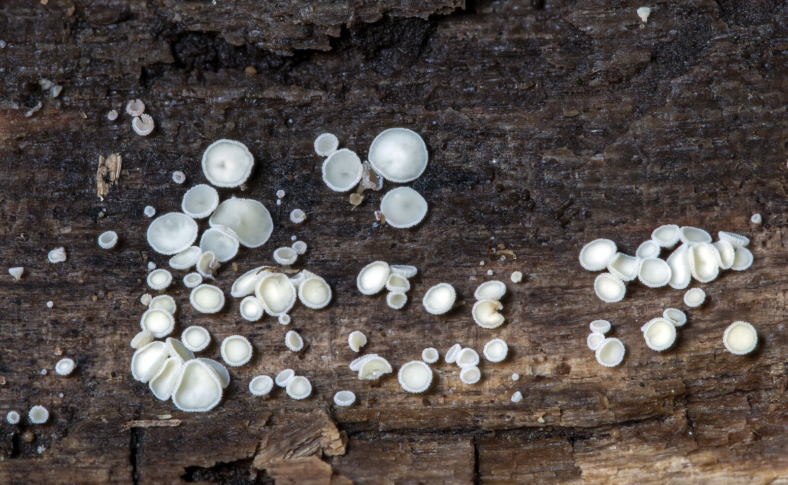Canon EOS 800D (EOS Rebel T7i / EOS Kiss X9i) sample photo. Fungi, minute, white photography
