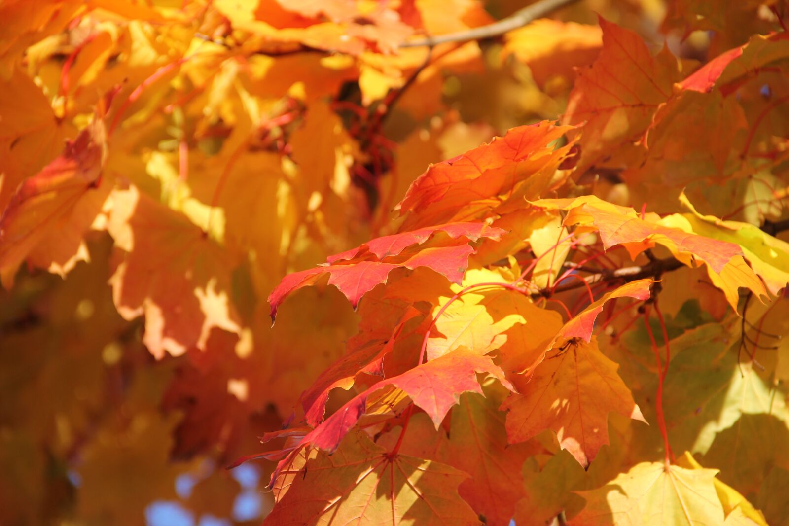 Canon EOS 60D sample photo. Maple leaves, autumn, bright photography