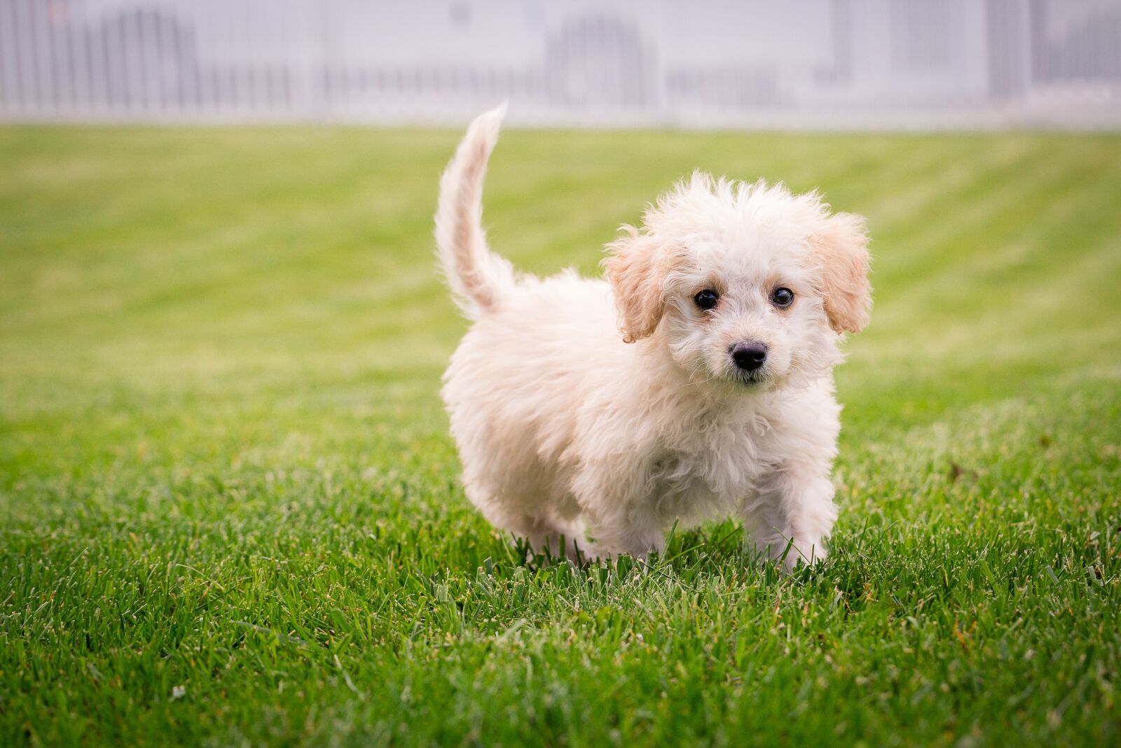 Canon EOS 6D sample photo. Puppy, dog, mammal photography