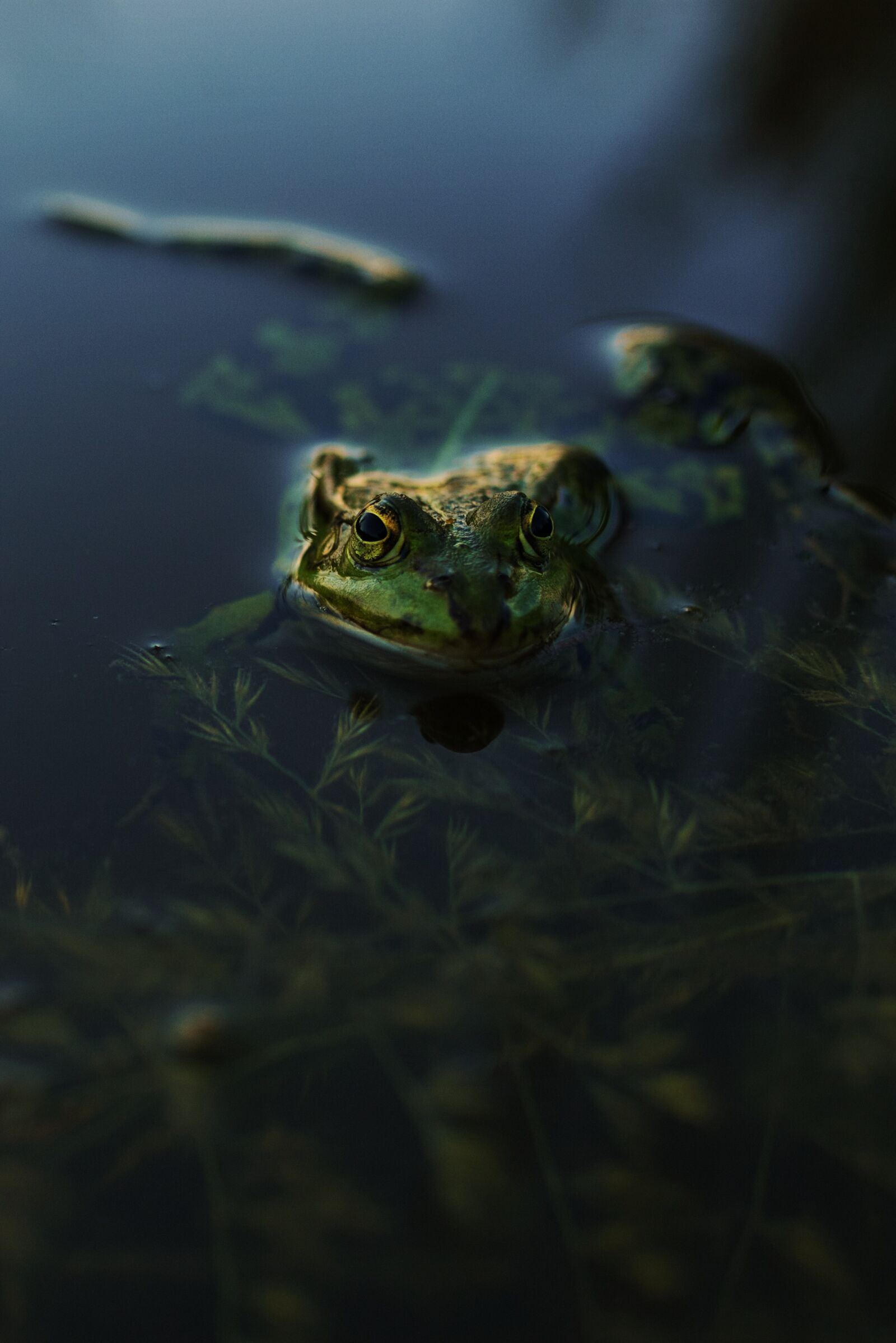 Sigma 35mm F1.4 DG HSM Art sample photo. Frog, evening, water photography