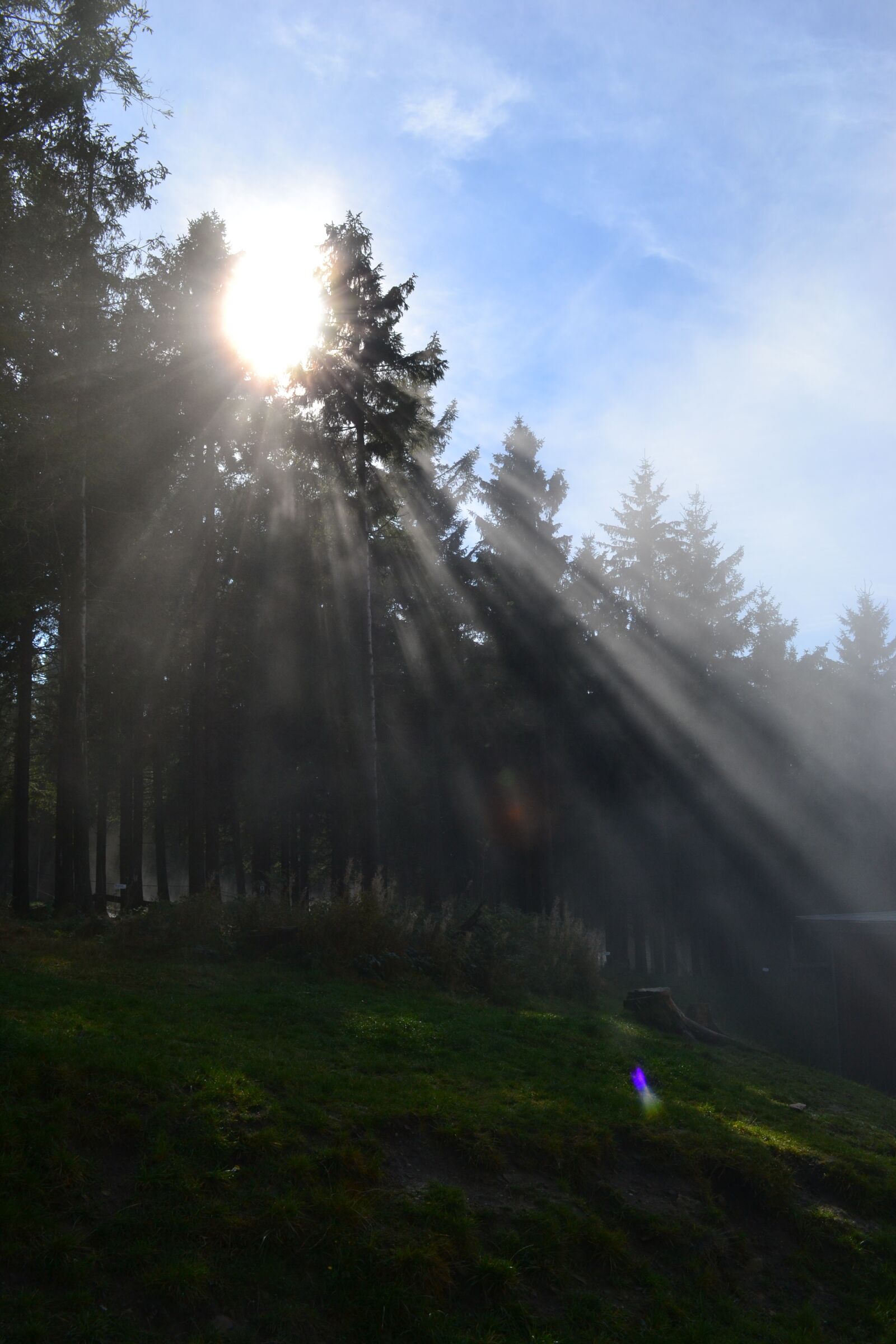 Nikon D3100 sample photo. Sunshine, resin, firs photography