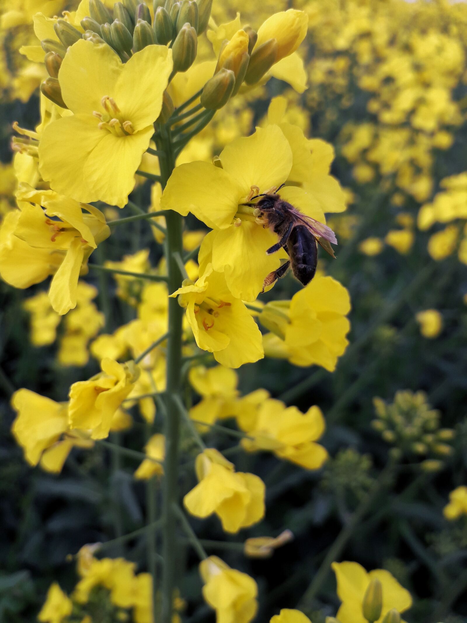 Samsung Galaxy J6 sample photo. First, work, nature photography