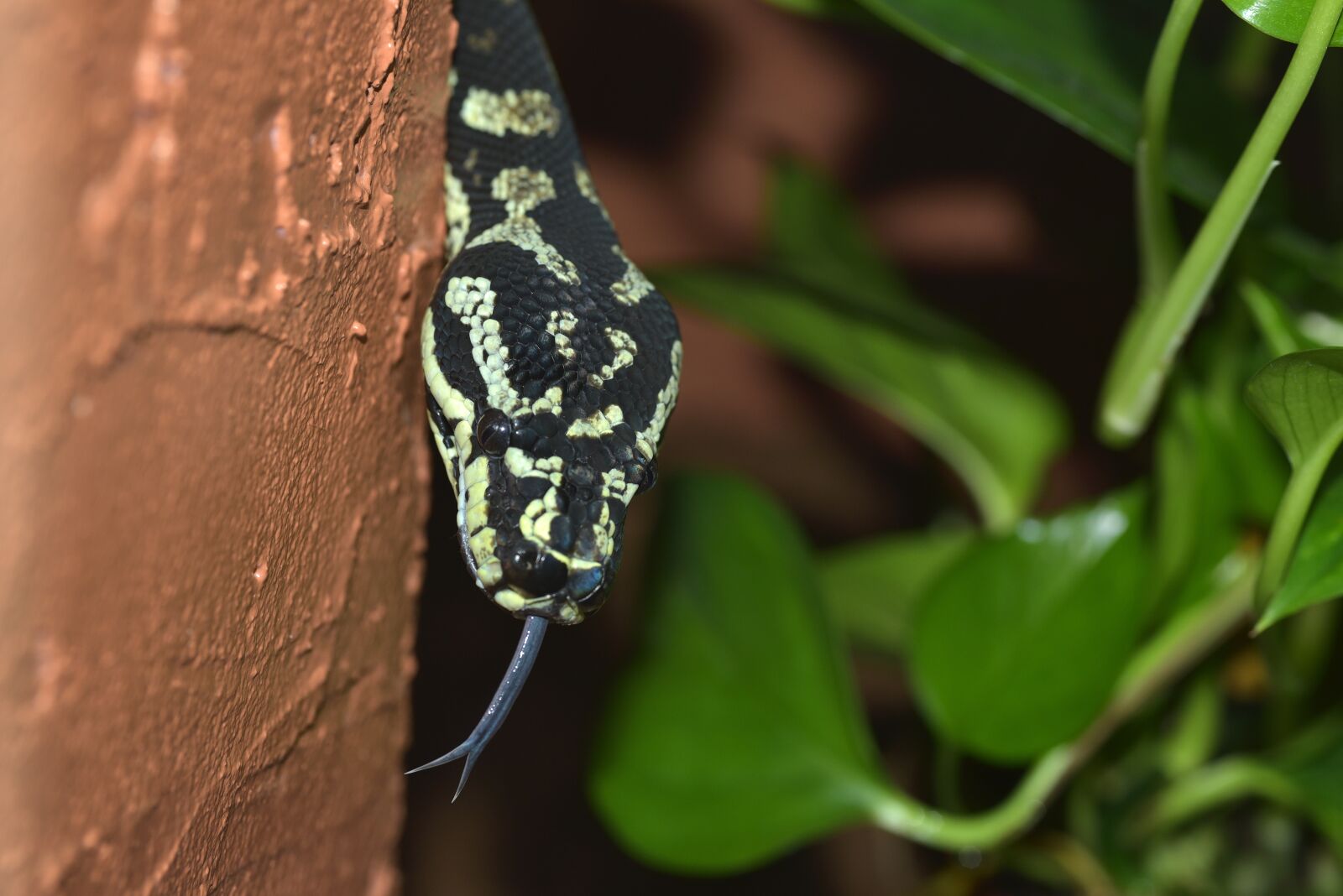 Nikon D750 sample photo. Snake, lurking, mouse hunter photography