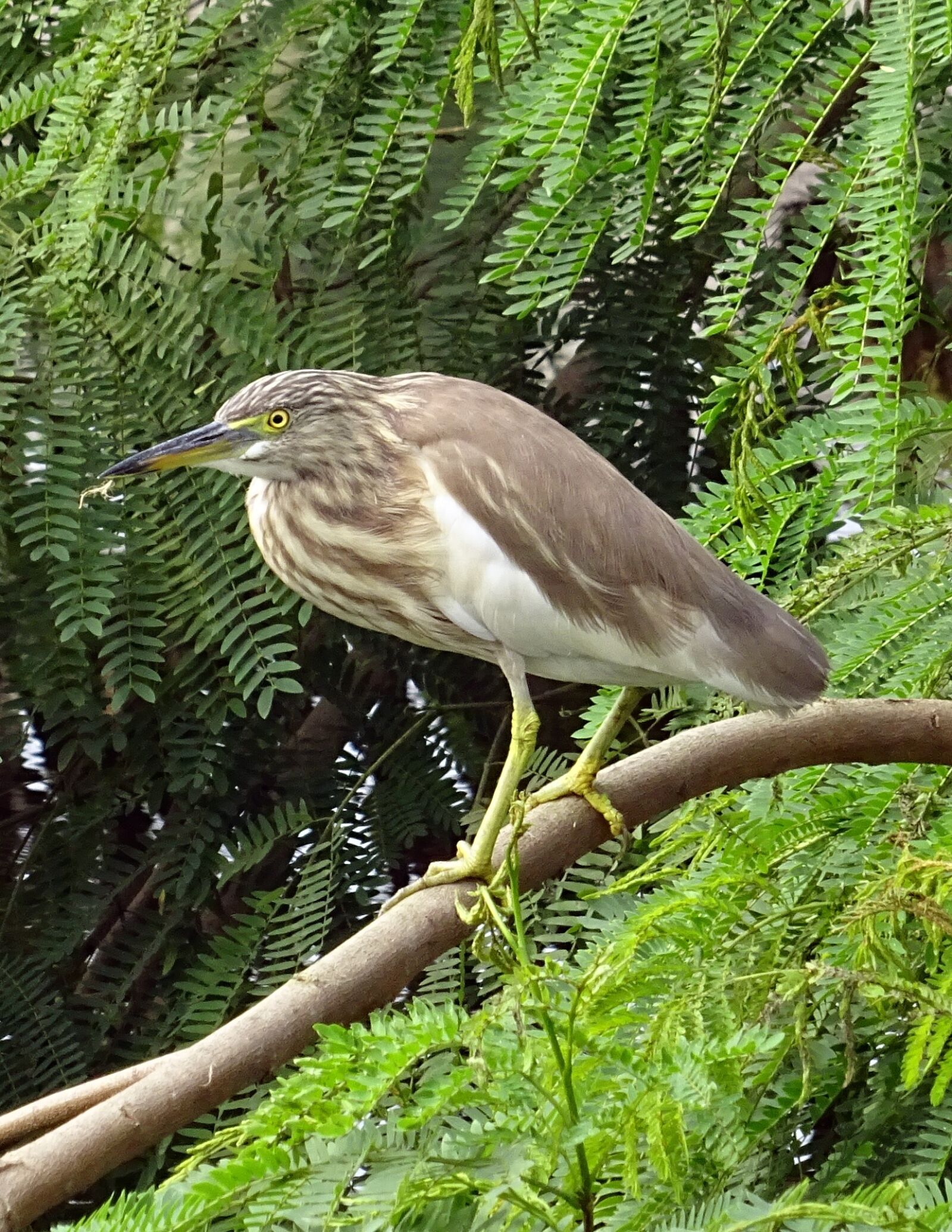 Sony DSC-HX60V sample photo. Pond heron, bird, fauna photography