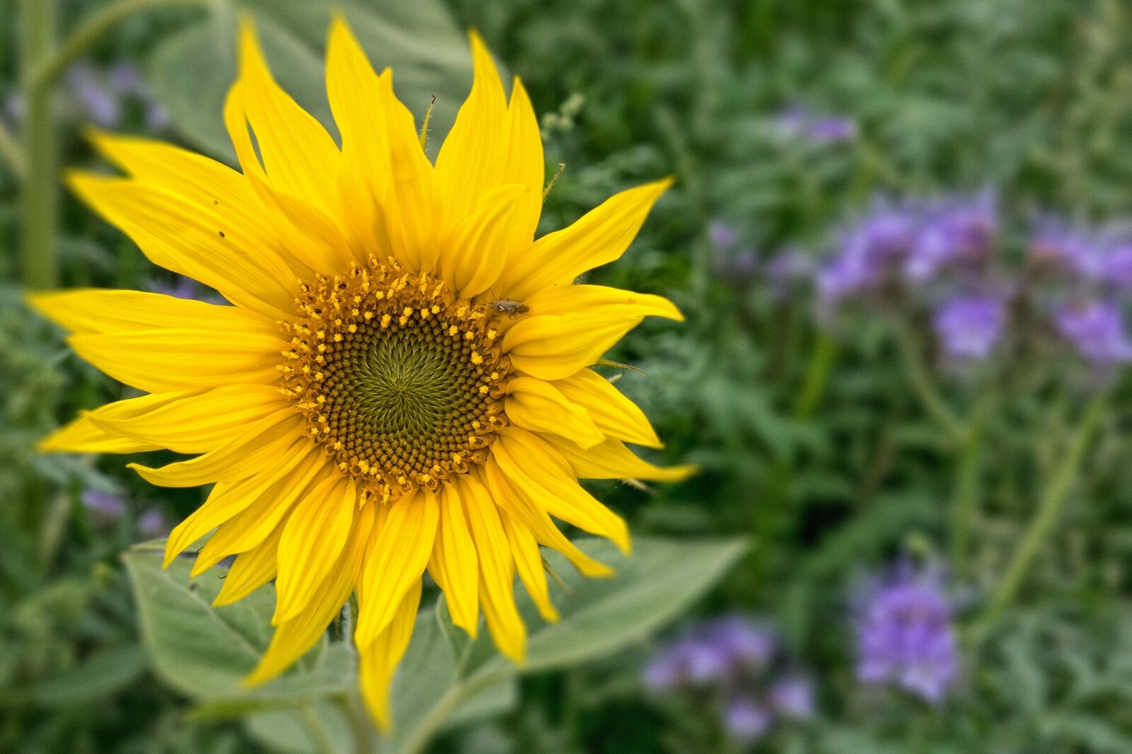Olympus OM-D E-M1 sample photo. Sunflower, blossom, bloom photography