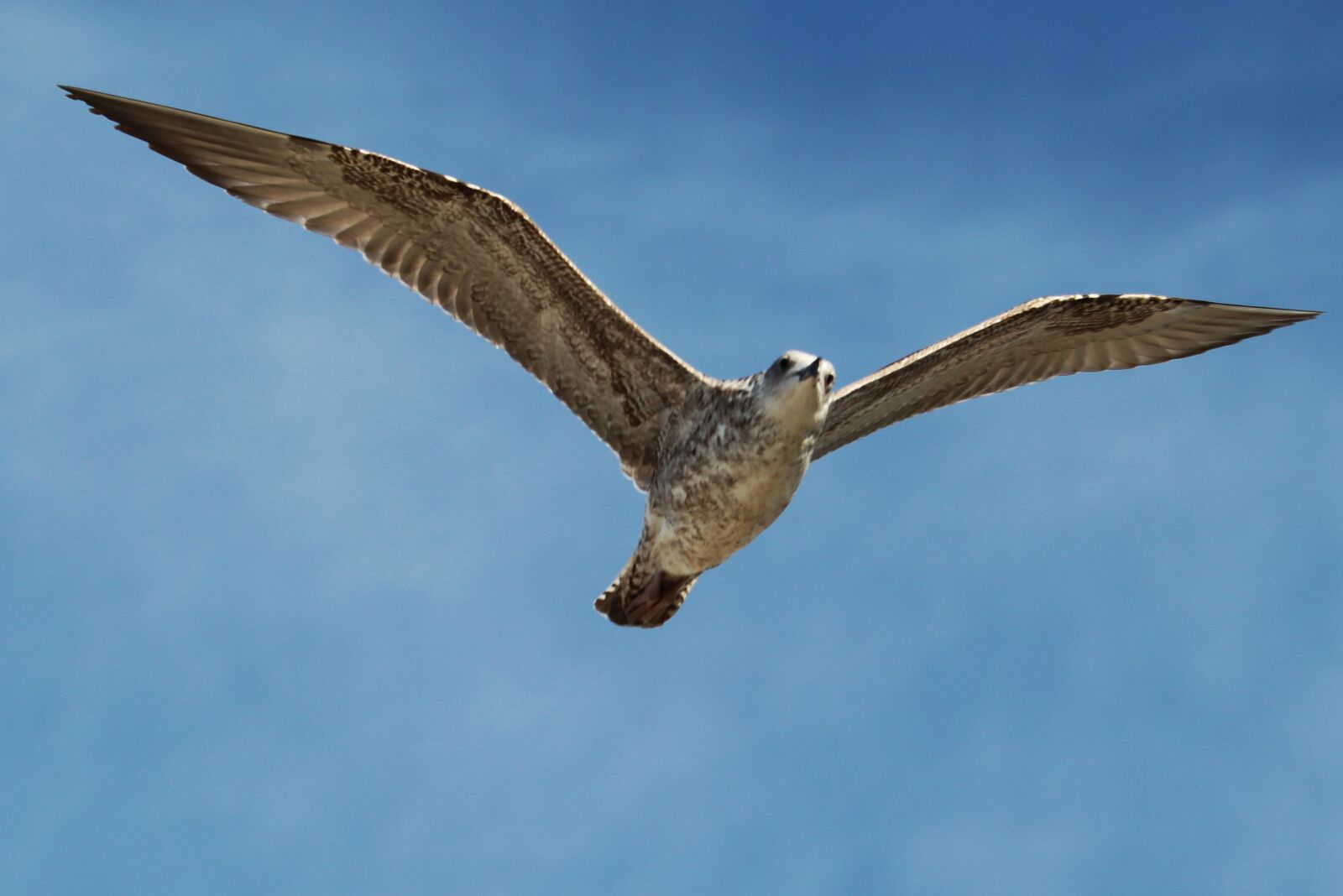 Canon EOS M50 (EOS Kiss M) sample photo. Seagull, animal, bird photography