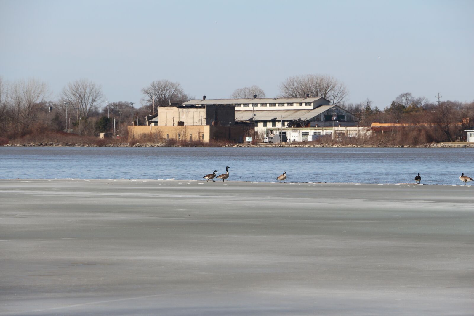 Canon EOS 650D (EOS Rebel T4i / EOS Kiss X6i) + Canon EF-S 18-135mm F3.5-5.6 IS STM sample photo. Frozen river, birds on photography