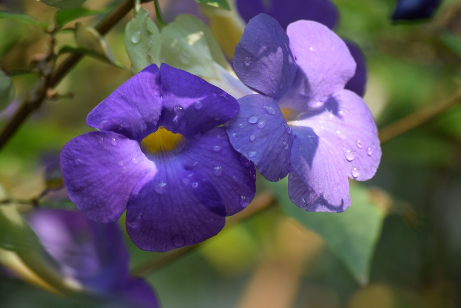 Nikon D3300 sample photo. Flower, purple, nature photography