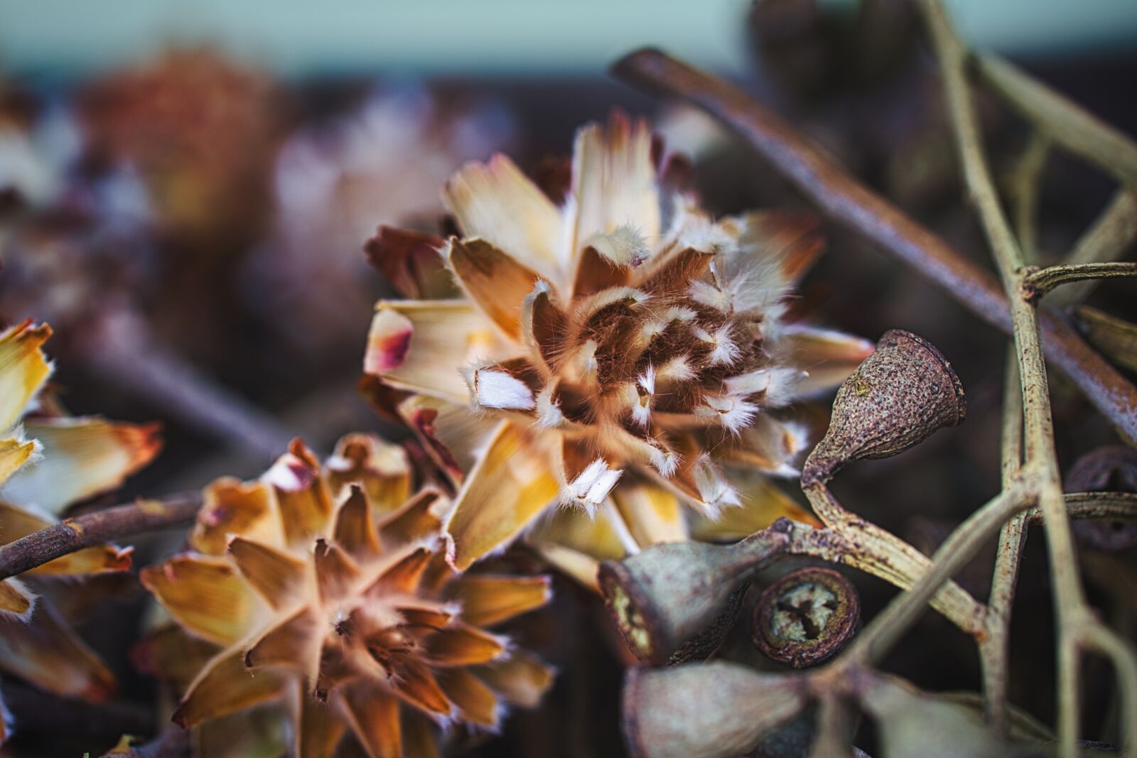 Canon EOS 6D sample photo. Autumn, decoration, article photography
