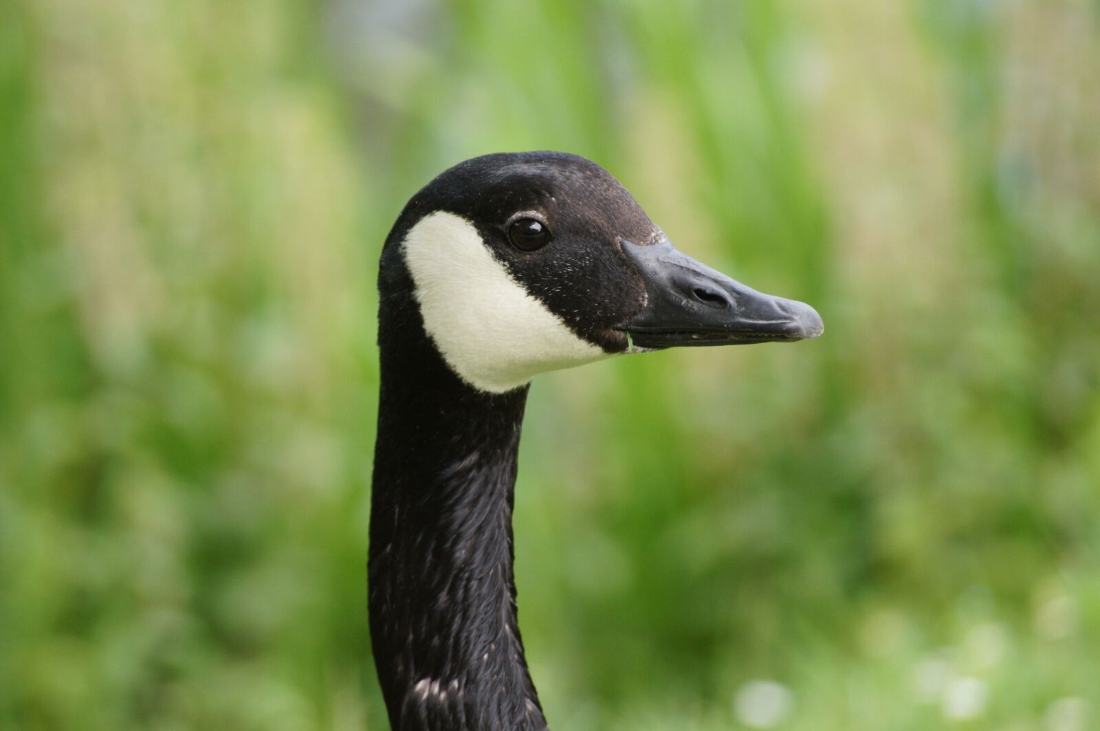 Sony SLT-A55 (SLT-A55V) sample photo. Goose, eye, animal photography