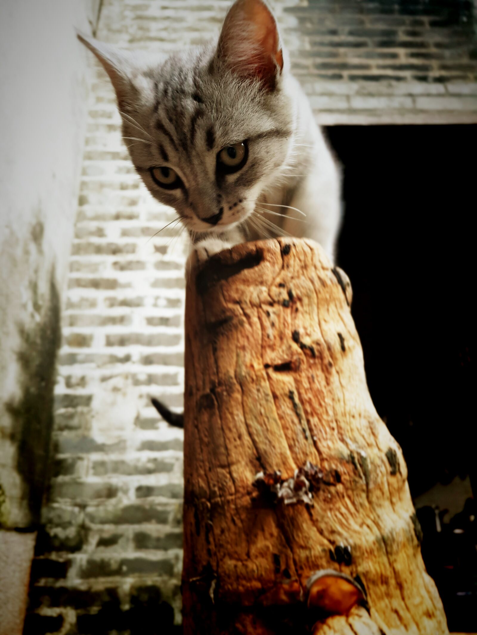 Meizu PRO 5 sample photo. Beautiful, big, cat, cat photography