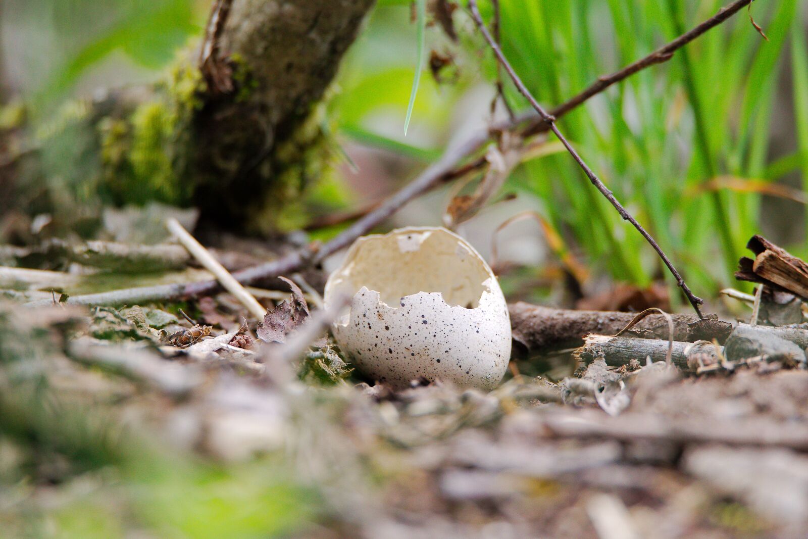 Canon EOS 6D sample photo. Nature, wood, leaf photography