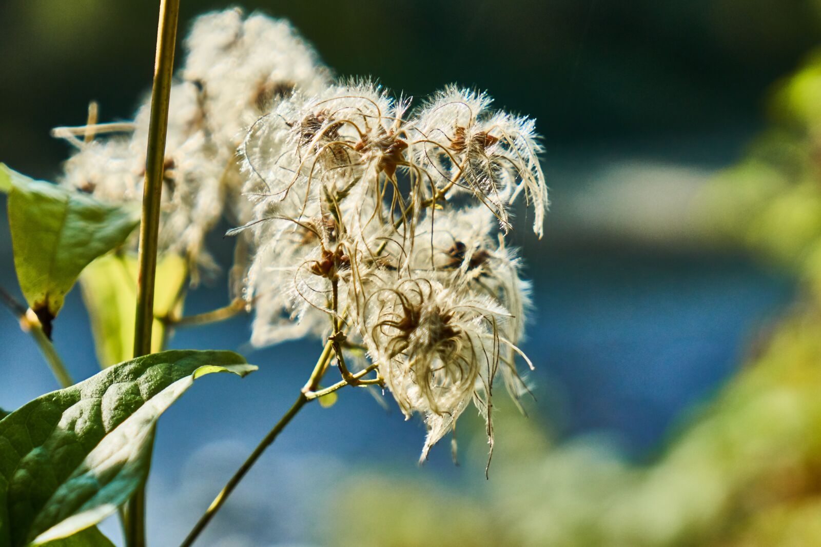Sony a6300 sample photo. Clematis, seeds, river photography