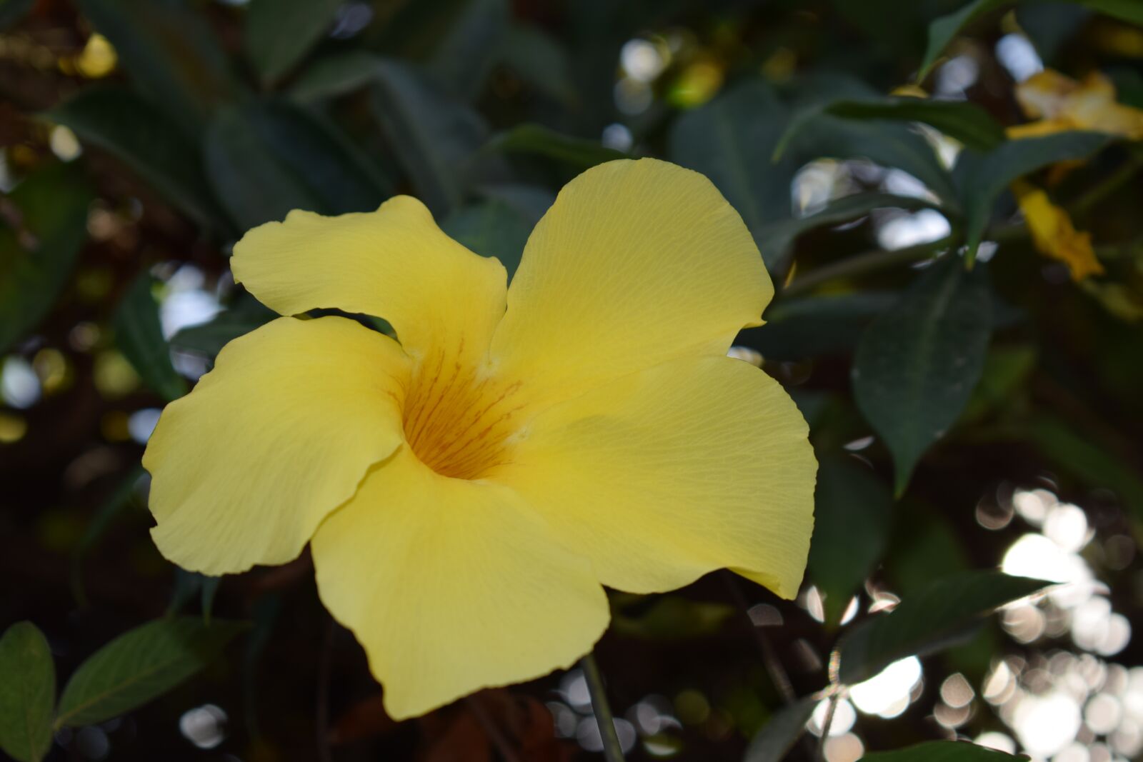 Nikon D5300 sample photo. Flowers, yellow, nature photography
