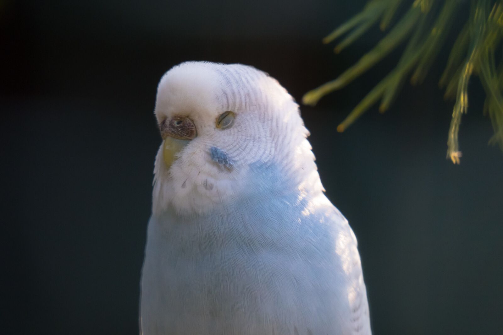 Canon PowerShot G3 X sample photo. Budgie, sleep, plumage photography