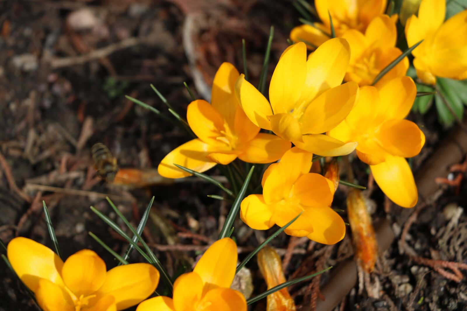 Canon EOS 750D (EOS Rebel T6i / EOS Kiss X8i) sample photo. Crocus, flower, spring photography
