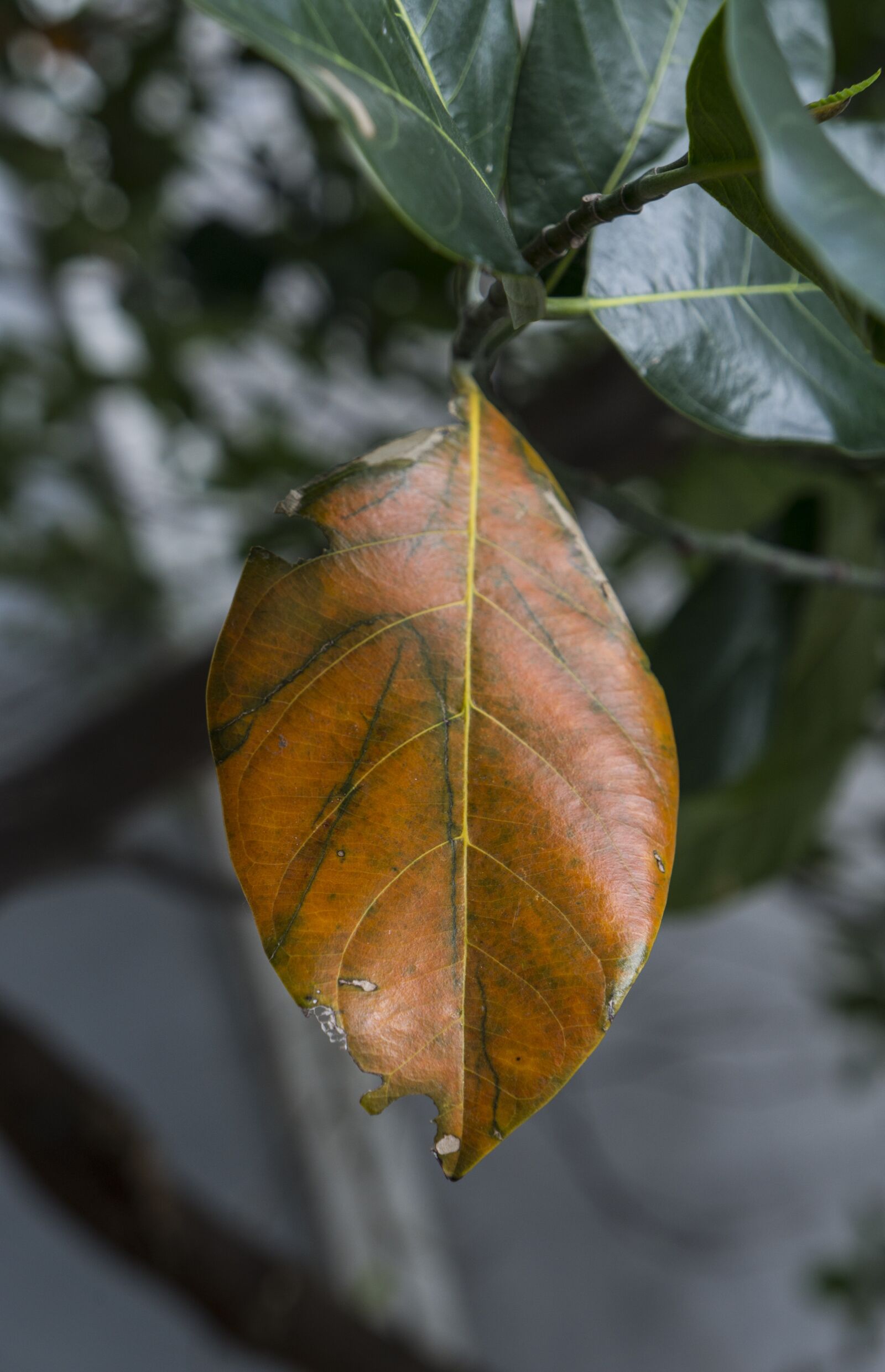 Sony Alpha NEX-F3 + Sony E 18-55mm F3.5-5.6 OSS sample photo. Natural, leaf, leaves jackfruit photography