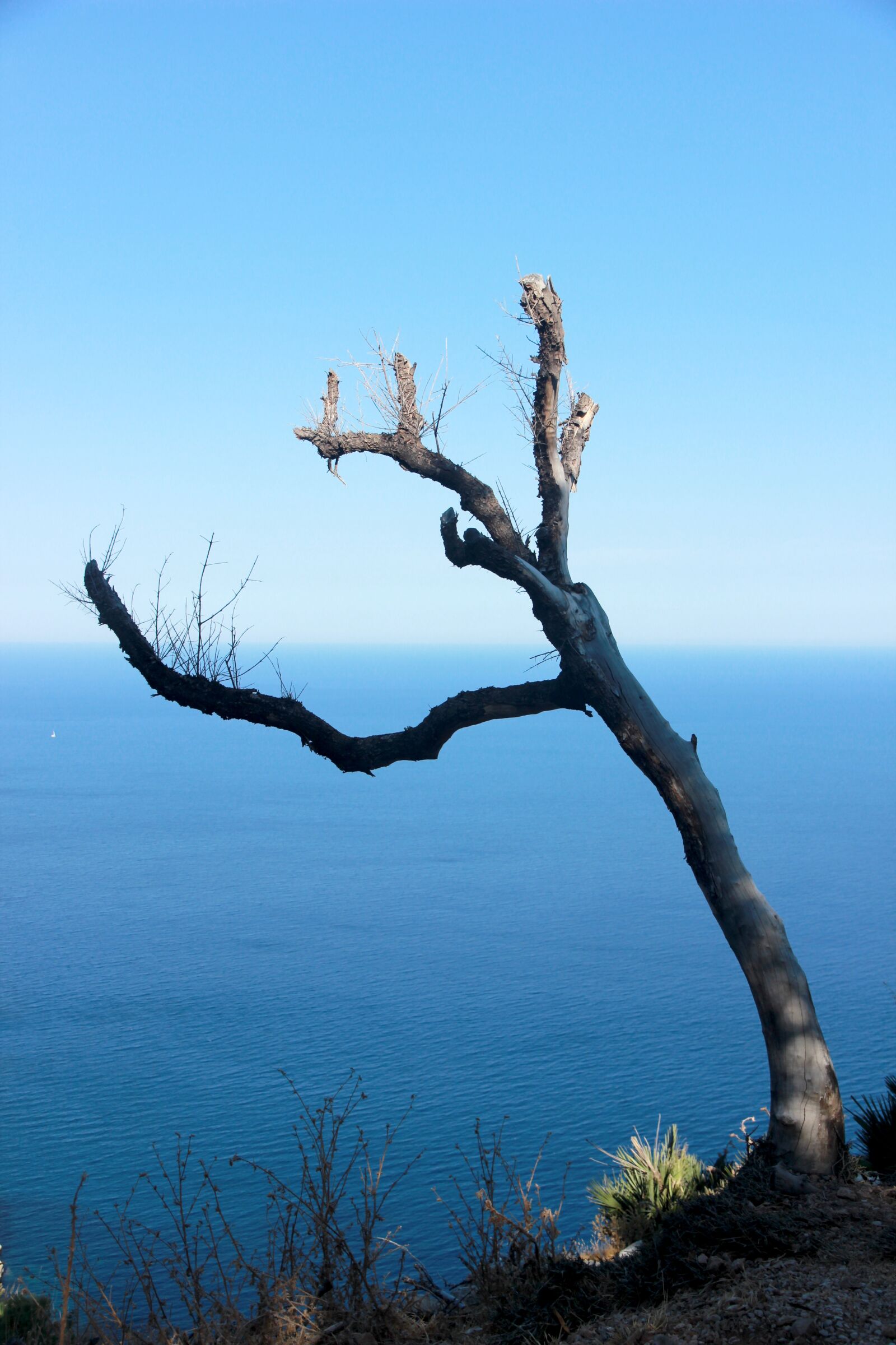 Canon EOS 600D (Rebel EOS T3i / EOS Kiss X5) sample photo. Tree, water, sky photography