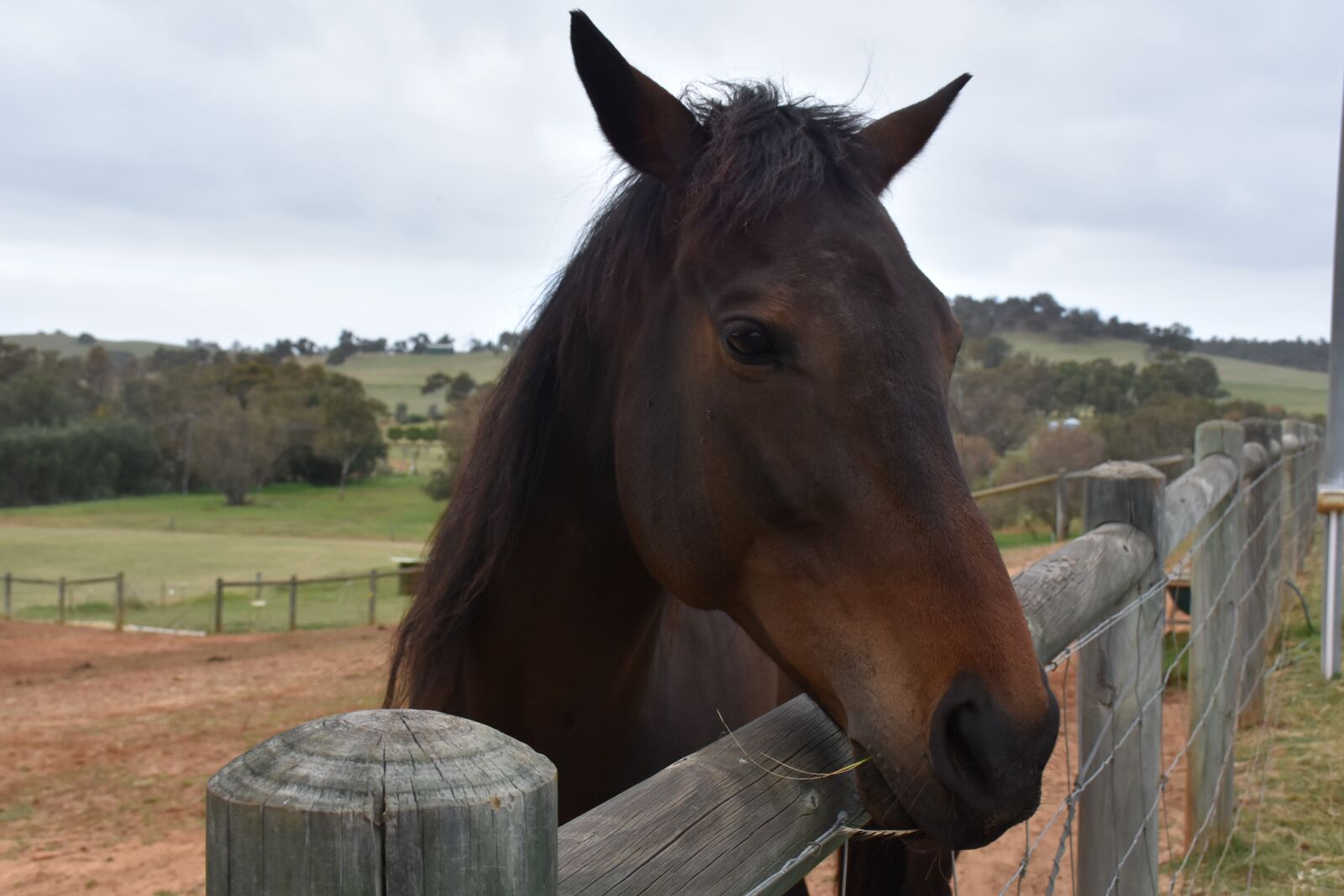 Nikon D7200 sample photo. Horse, countryside, farm photography