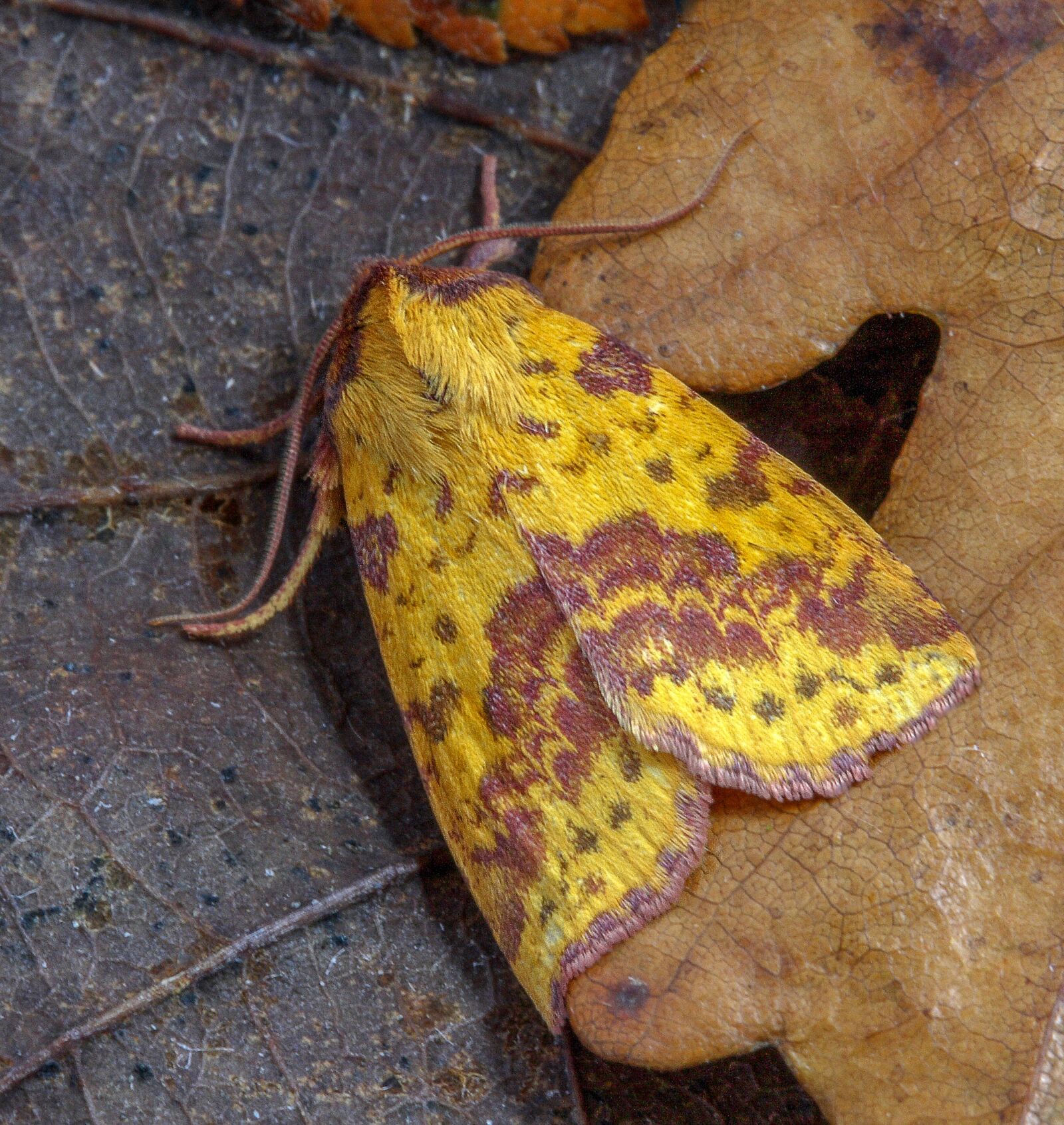 Canon EOS 400D (EOS Digital Rebel XTi / EOS Kiss Digital X) sample photo. Moth, pink-barred-sallow, insect photography
