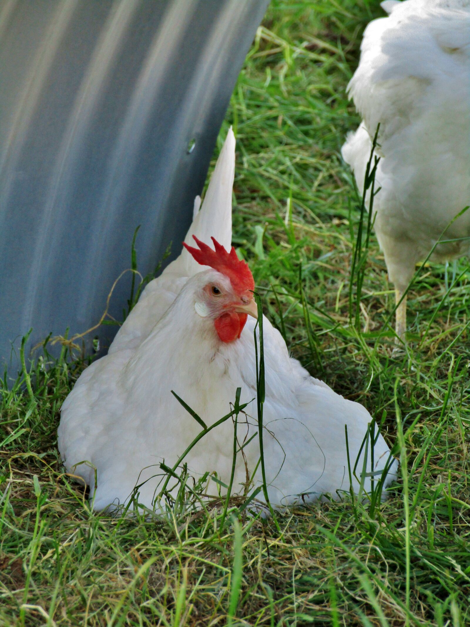 Canon POWERSHOT SX432 IS sample photo. Hen, chicken, rest pause photography