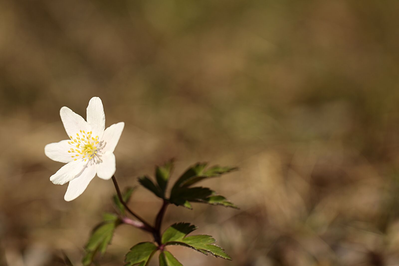 Canon EOS R sample photo. Anemone, flower, spring photography
