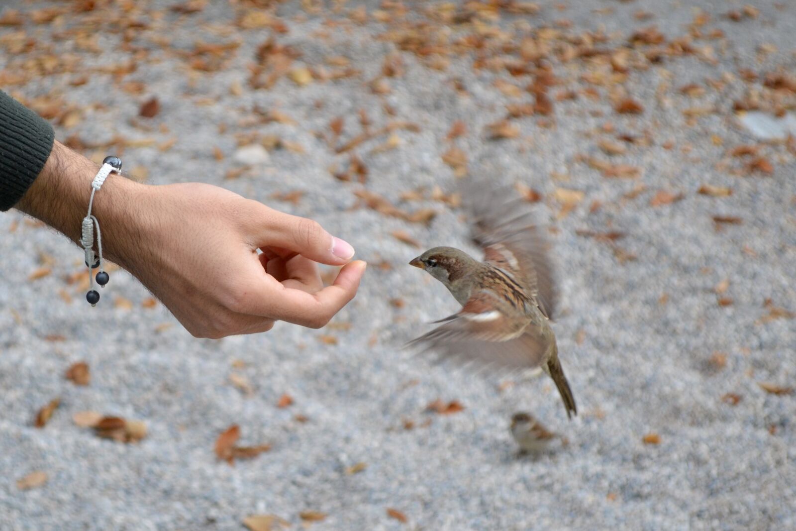 Nikon D3100 sample photo. Bird, bread, fly, hand photography