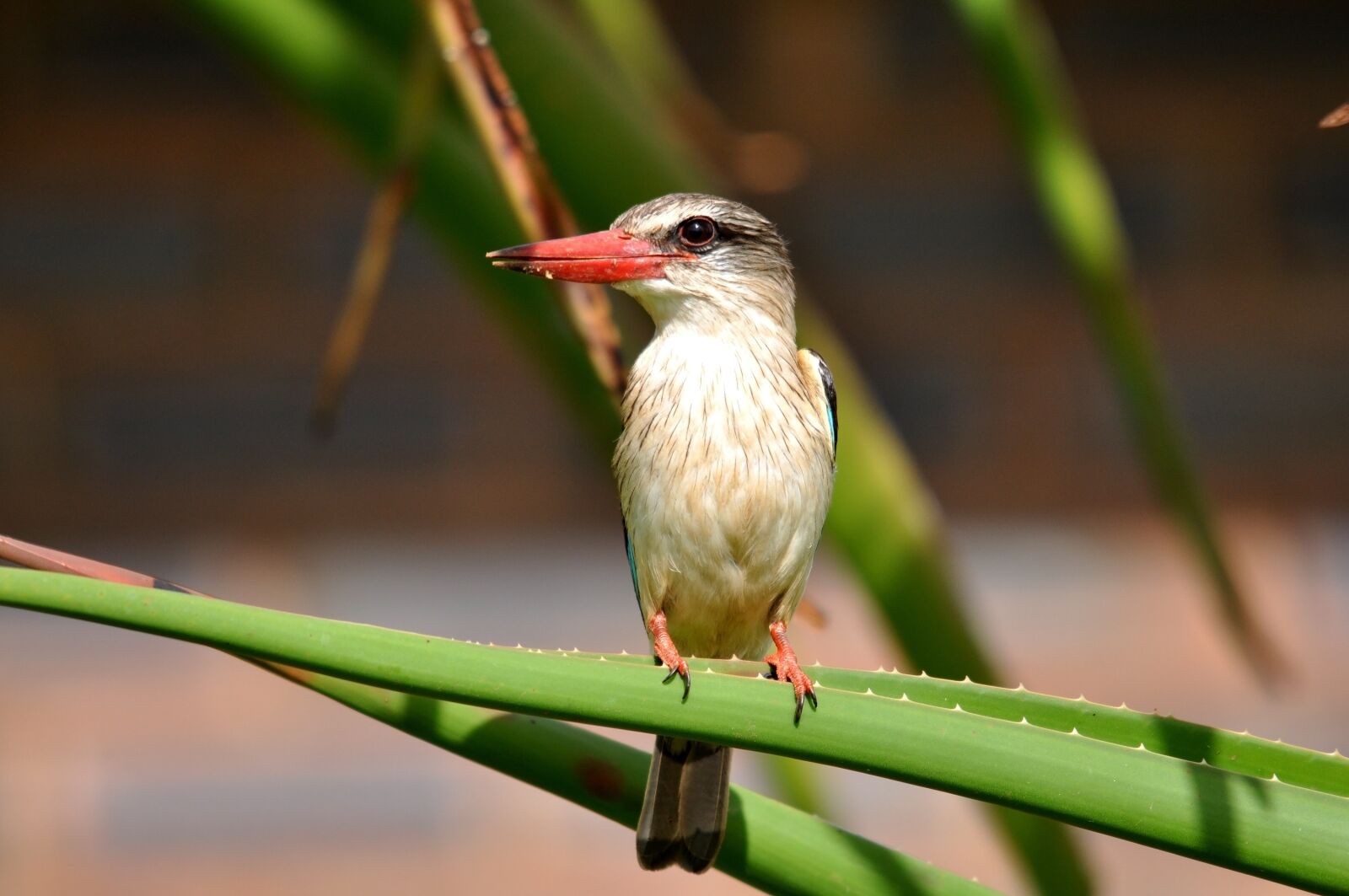 Nikon D90 sample photo. Nature, bird, wildlife photography