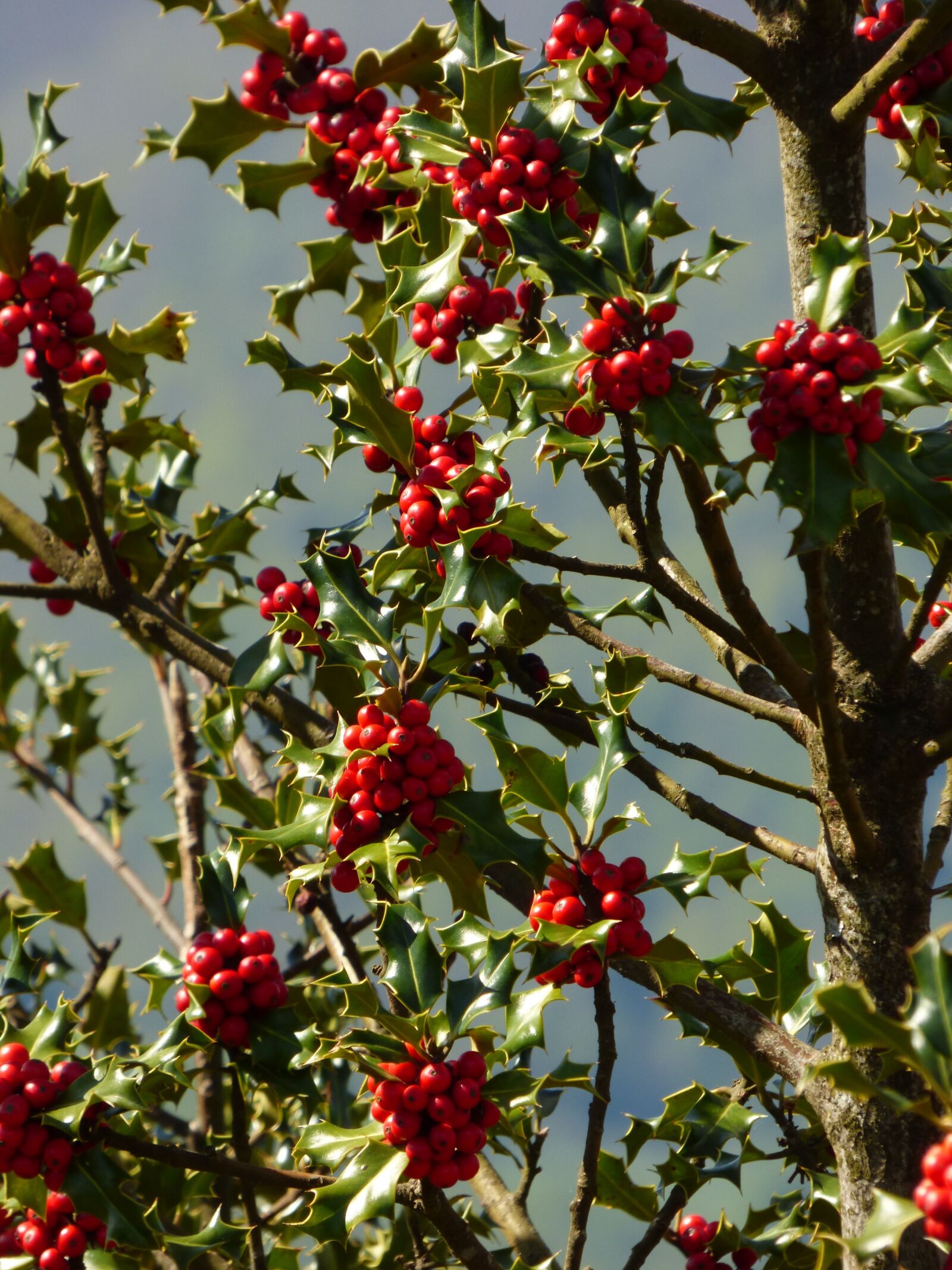 Panasonic DMC-FZ72 sample photo. Holly, plant, nature photography