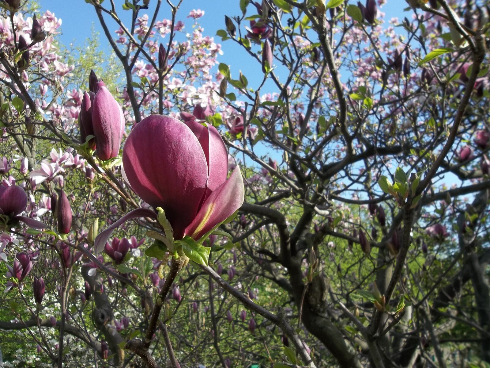 Kodak EASYSHARE CAMERA, M522 sample photo. Spring, magnolia, flowers photography