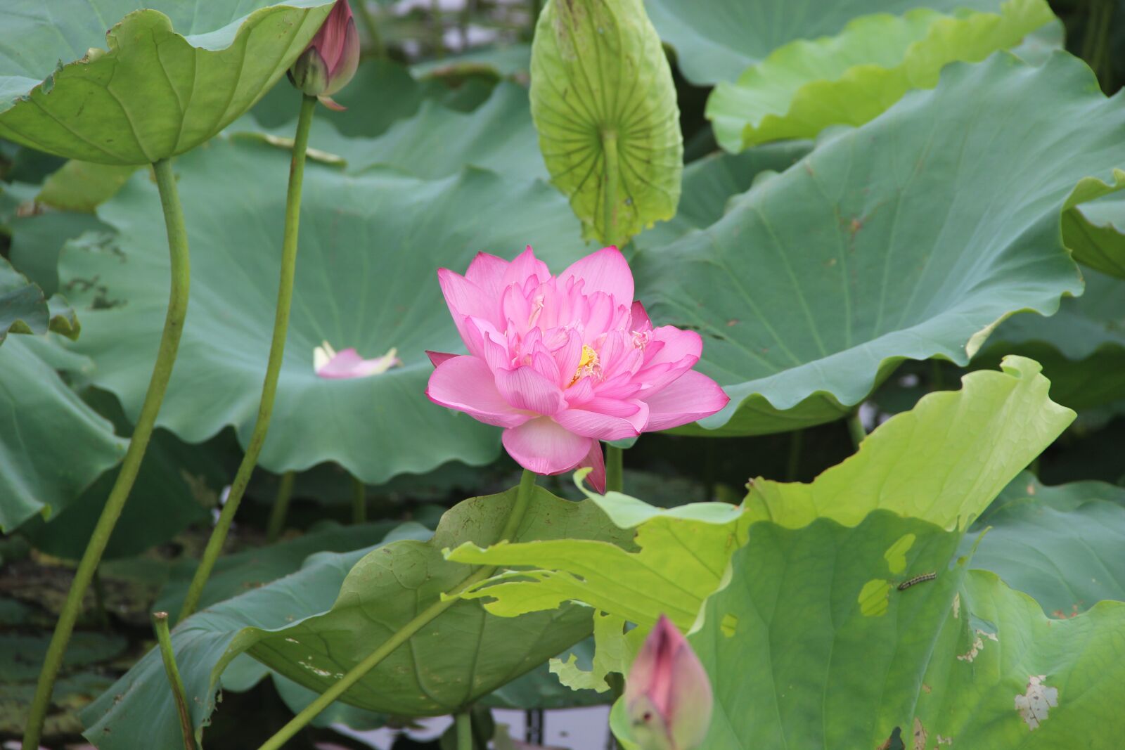 Canon EOS 600D (Rebel EOS T3i / EOS Kiss X5) sample photo. Lotus, leaf, lake photography