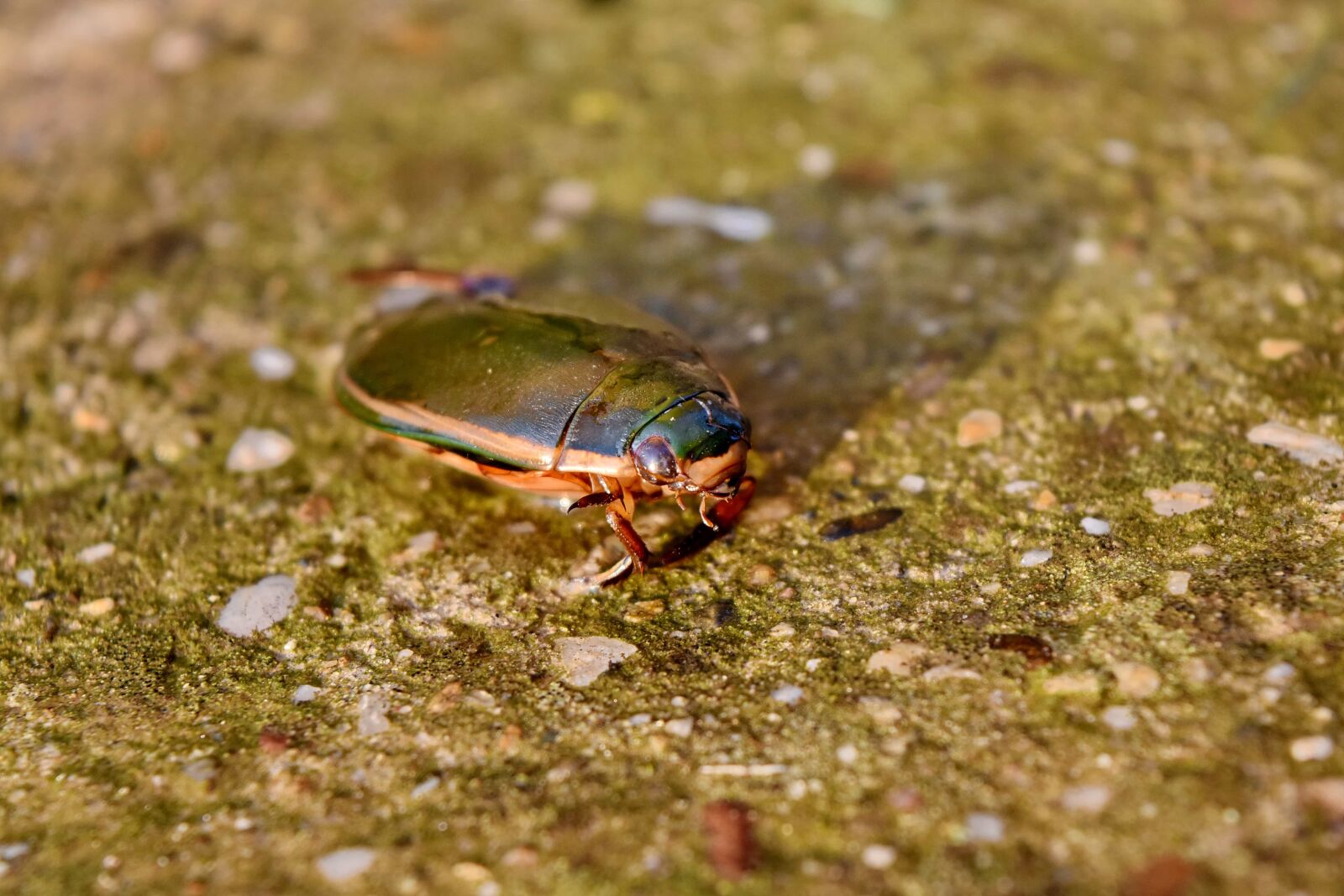 Nikon D5500 sample photo. Animal, arthropod, beetle, biology photography