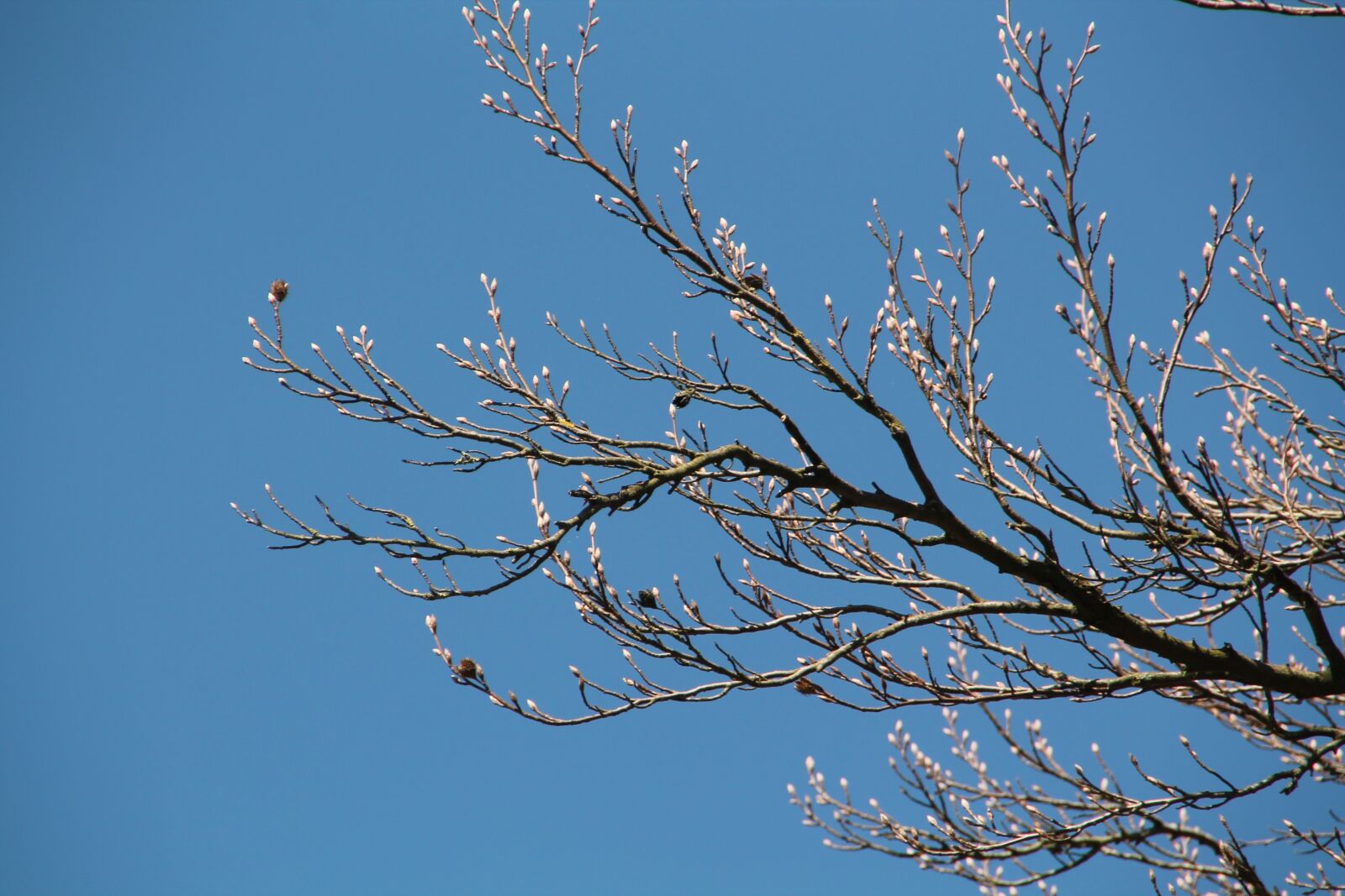Canon EOS 1100D (EOS Rebel T3 / EOS Kiss X50) sample photo. Bud, spring, chestnut photography