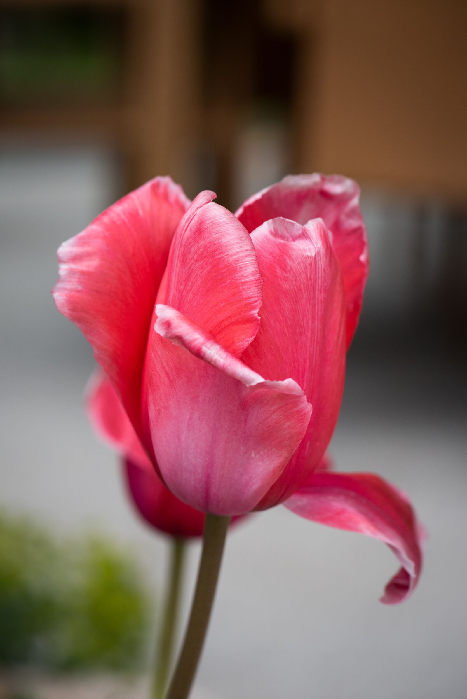Nikon D750 sample photo. Tulip, flower, blossom photography