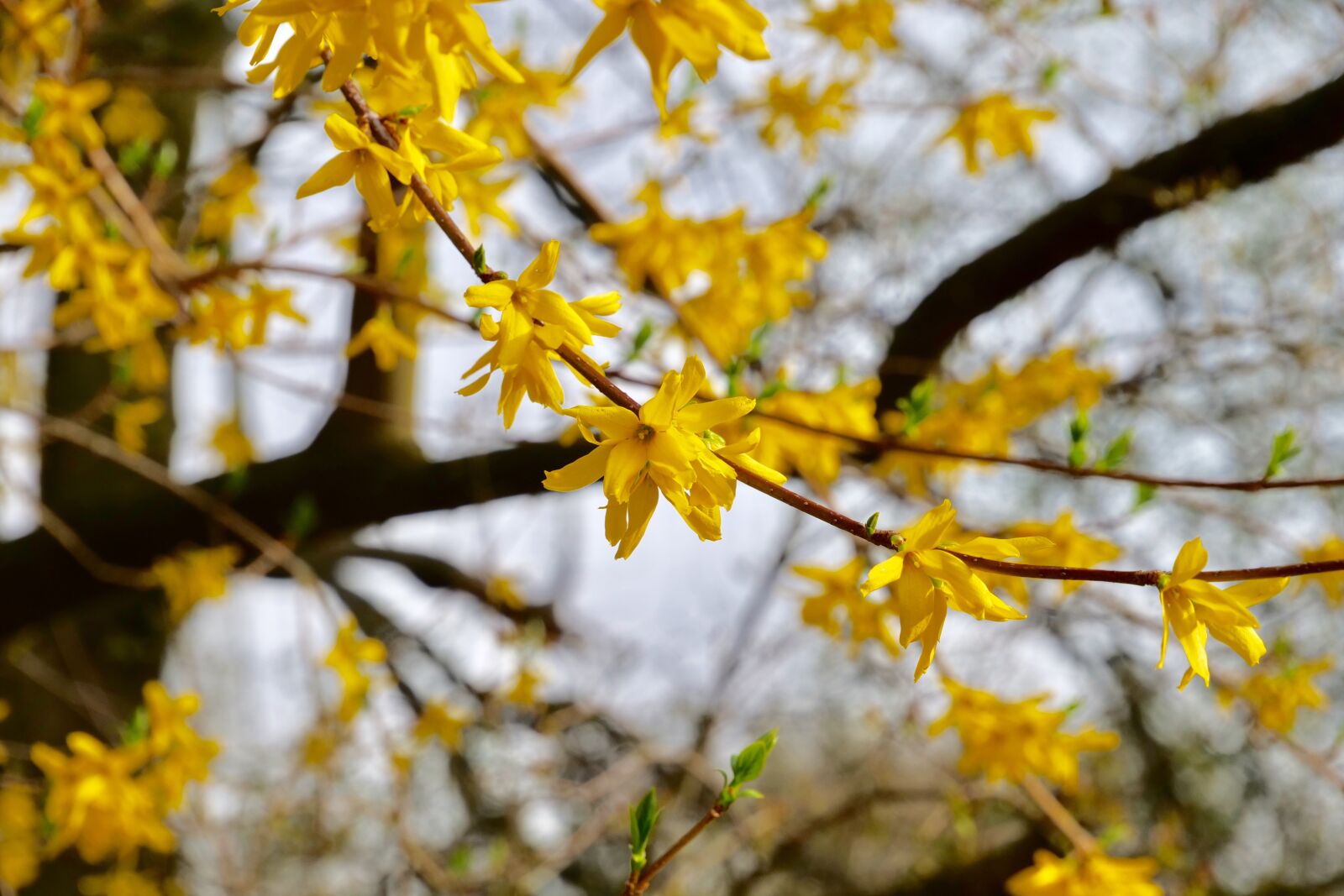 Panasonic Lumix DC-G9 sample photo. Nature, tree, plant photography