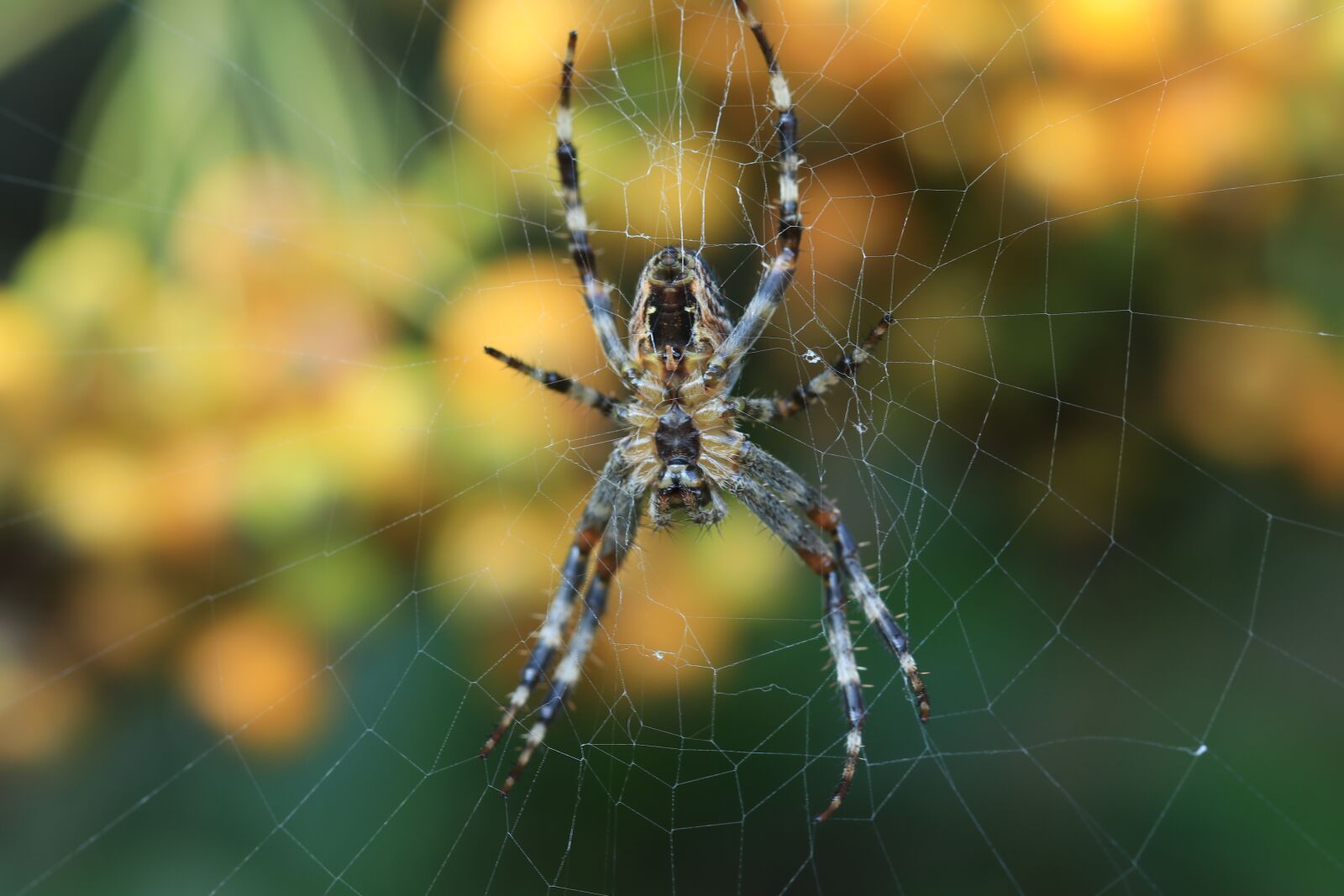 Canon EOS 80D sample photo. Spin, autumn, web photography