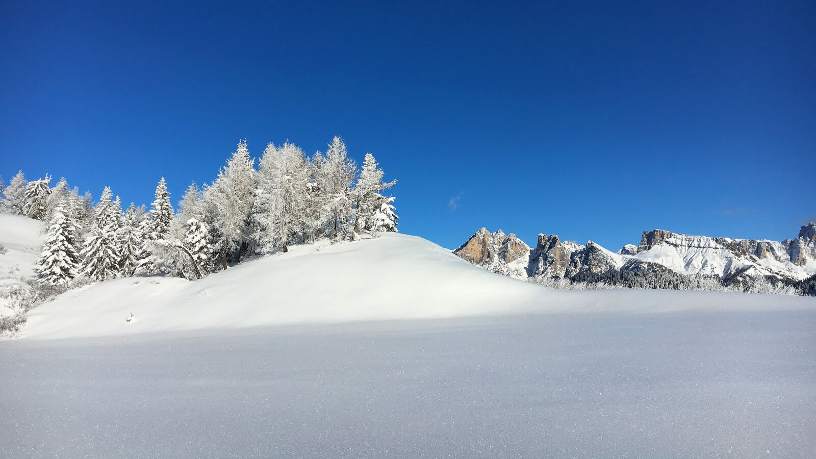 Apple iPhone 6s sample photo. Pine, trees, on, snow photography