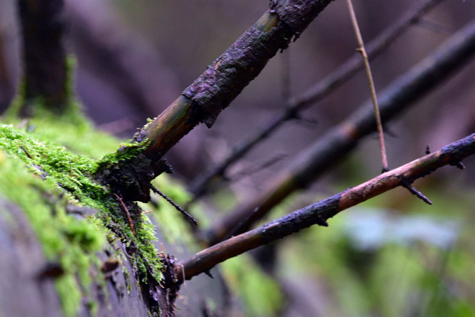 Nikon D3400 sample photo. Moss, spruce, branches photography