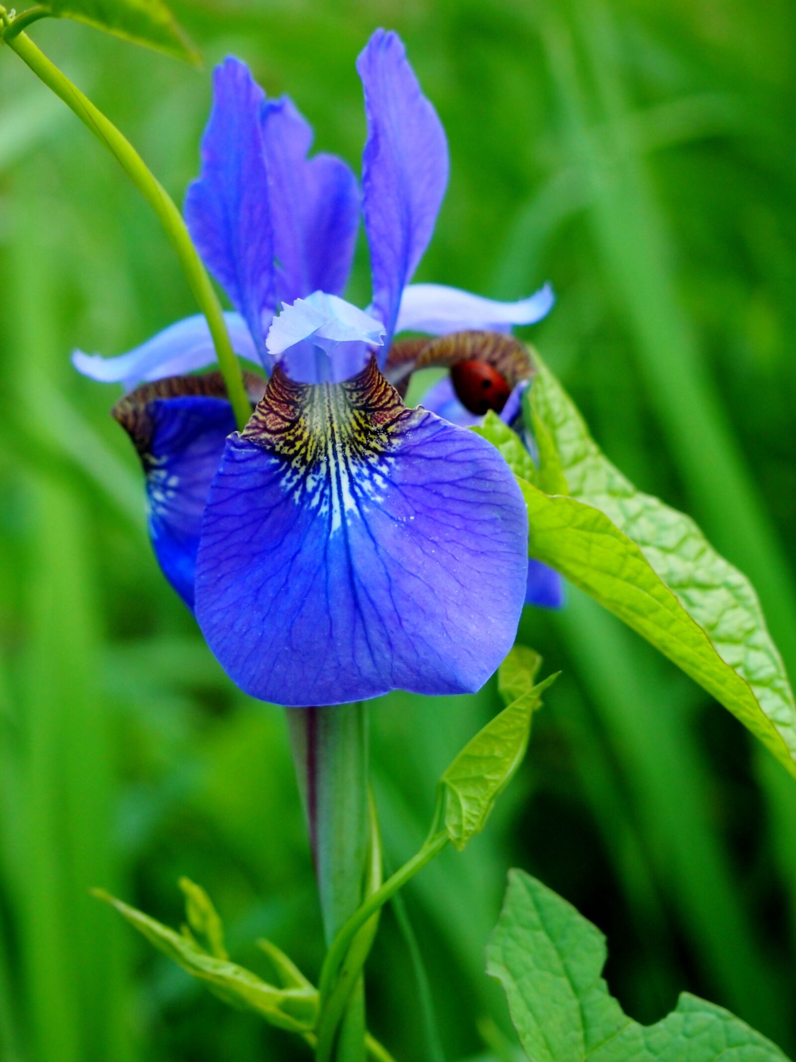 Olympus PEN E-PL3 sample photo. Iris, flower, purple photography