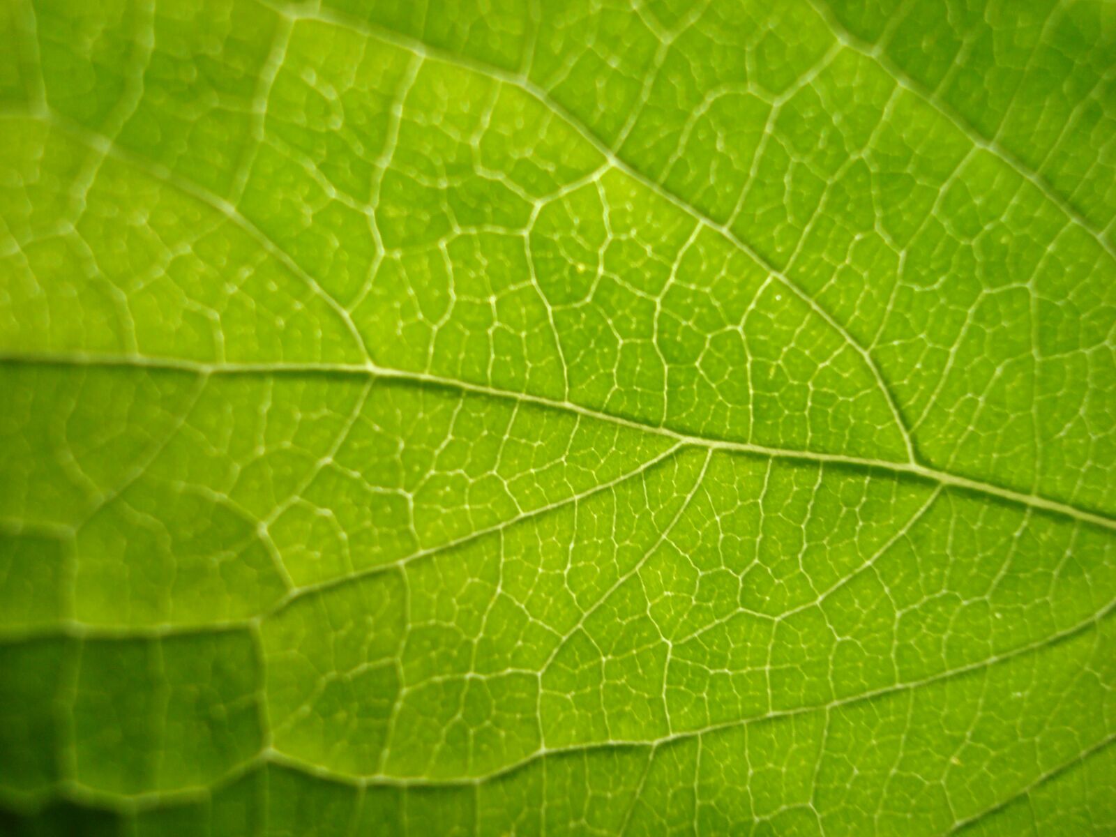 Sony DSC-W80 sample photo. Leaf, green, bright photography