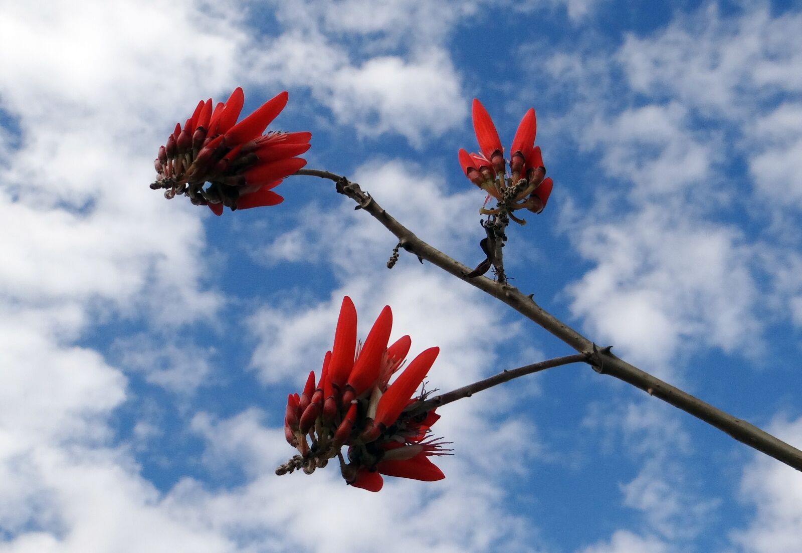 Sony DSC-HX200V sample photo. Erythrina indica, scarlet, flower photography