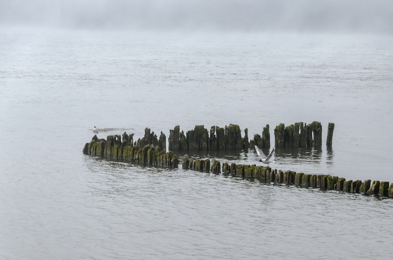 Nikon D7000 sample photo. Birds, water, minimalism photography