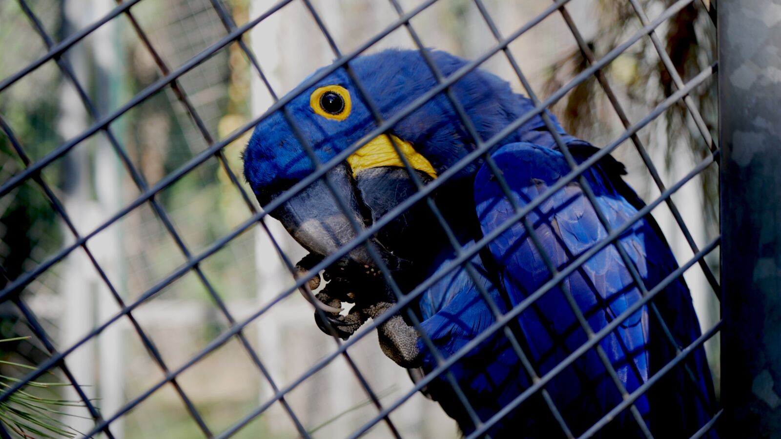Panasonic DMC-G70 sample photo. Bird, nature, cage photography